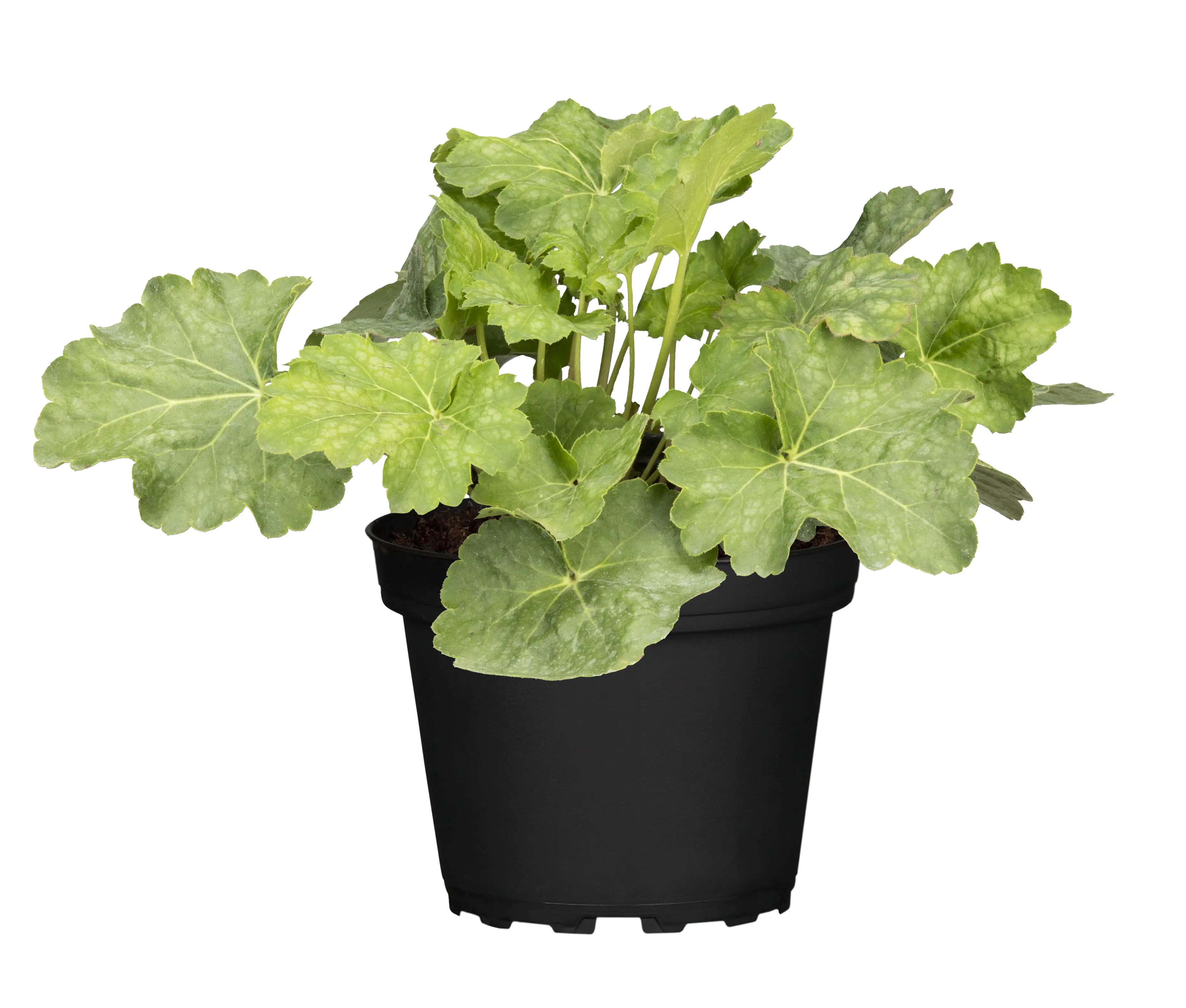 Purpurglöckchen Heuchera americana 17 cm Topf