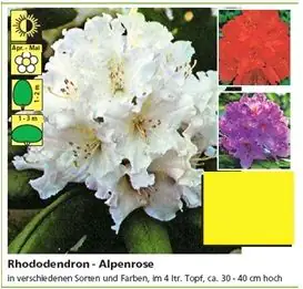 Rhododendron PG II + III Liebhaber 5 l Container