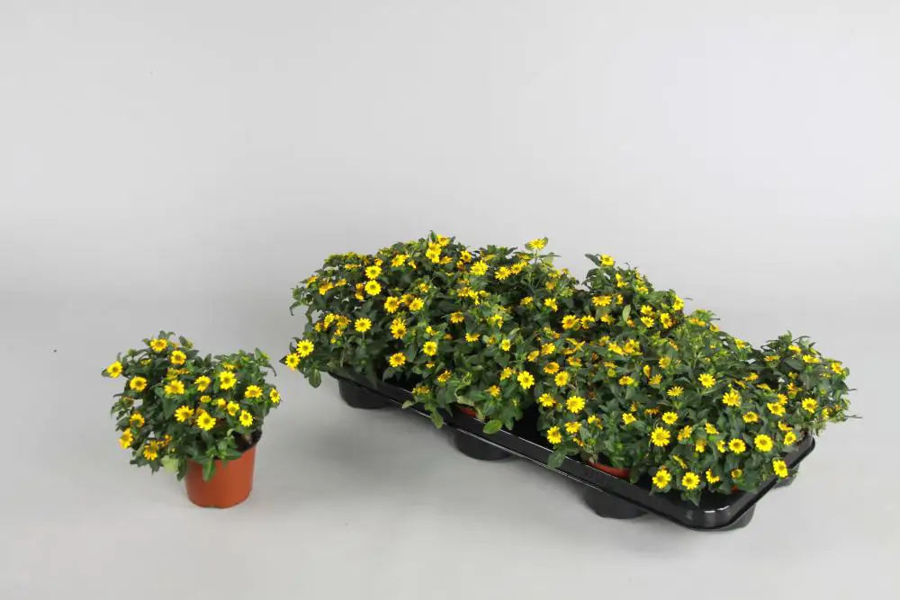 Beet- und Balkonpflanzen Husarenknopf Sanvitalia H 15 cm 10,5 cm Topf