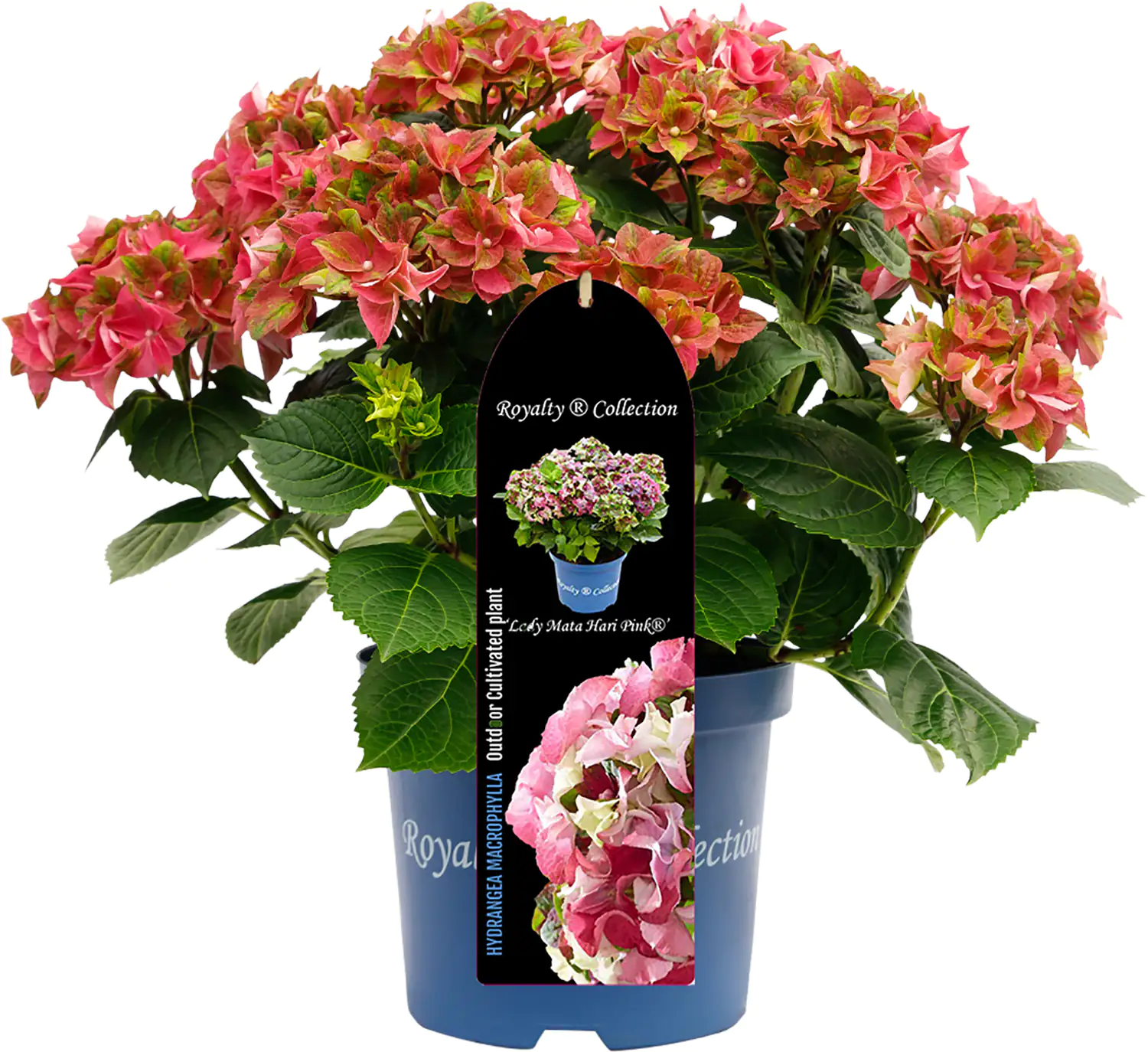 Bauernhortensie Royalty Collection Hydrangea mac H 30-40 cm 3L Container