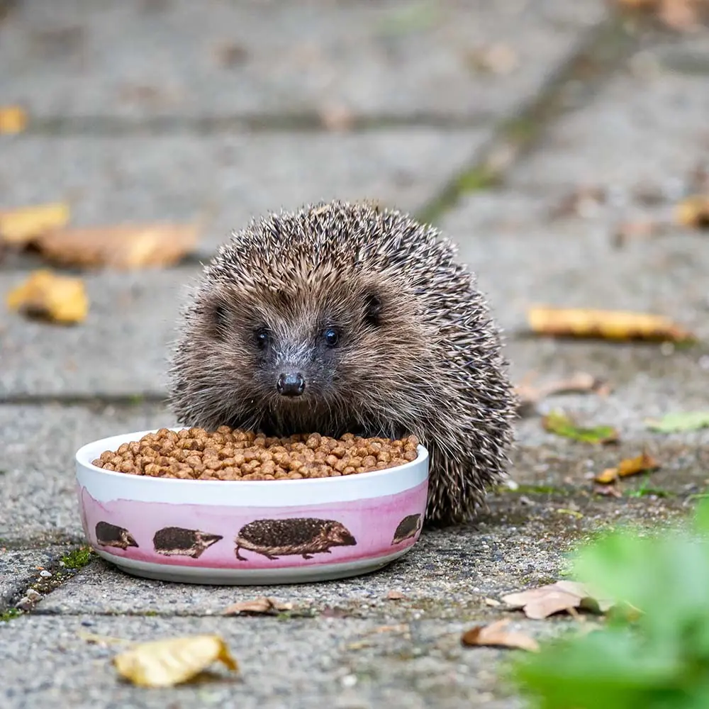 Futterschale für Igel 