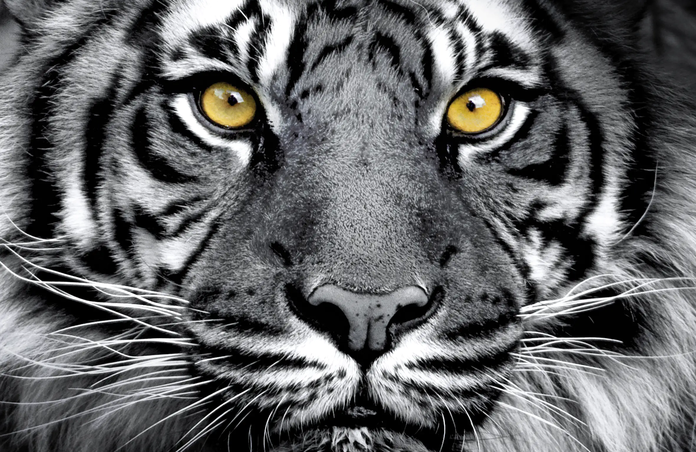 Deco-Panel Bild - Black Tiger 90 x 58 cm 