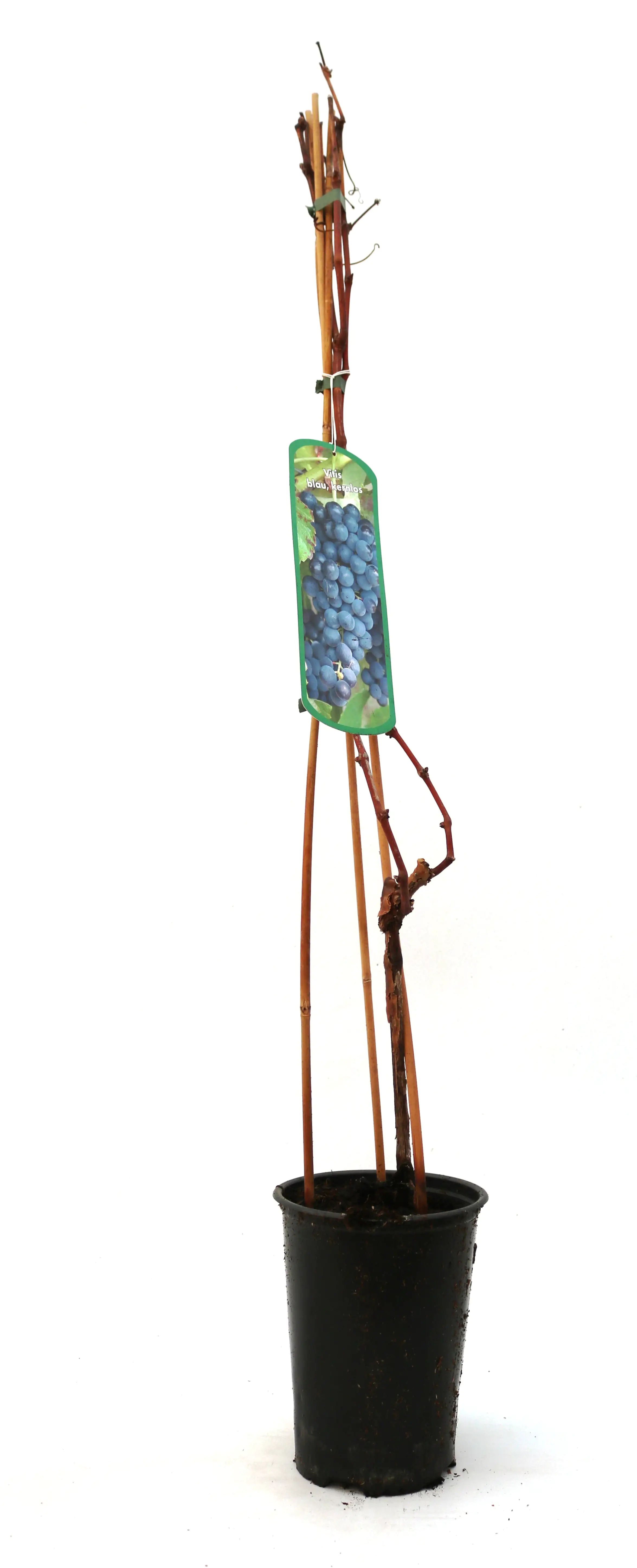 Weintraube Vitis vinifera blau & kernlos H ca 80 cm 3 l Container