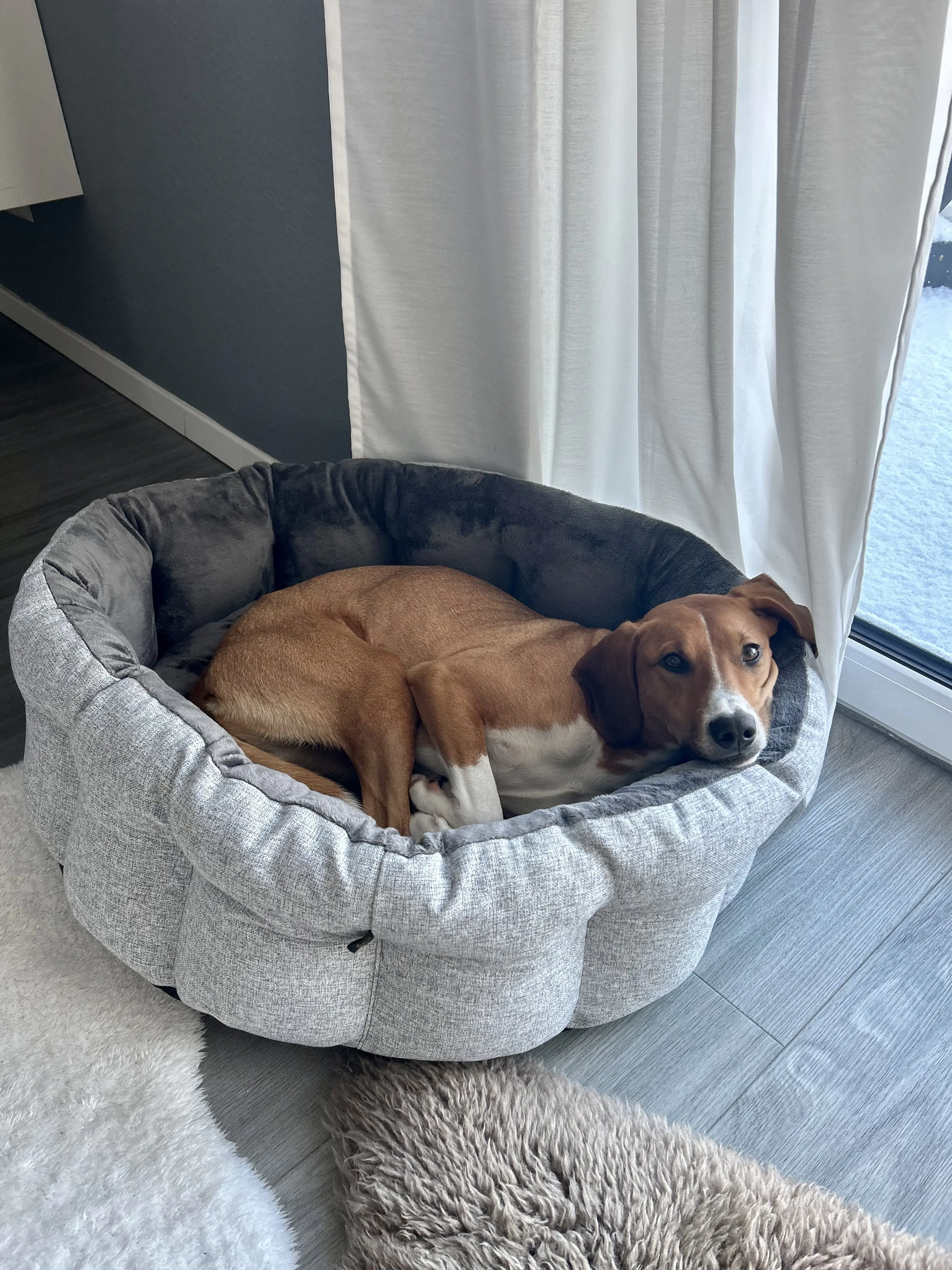 Lebon Hundebett Wilma 75 x 65 cm silber/dunkelgrau
