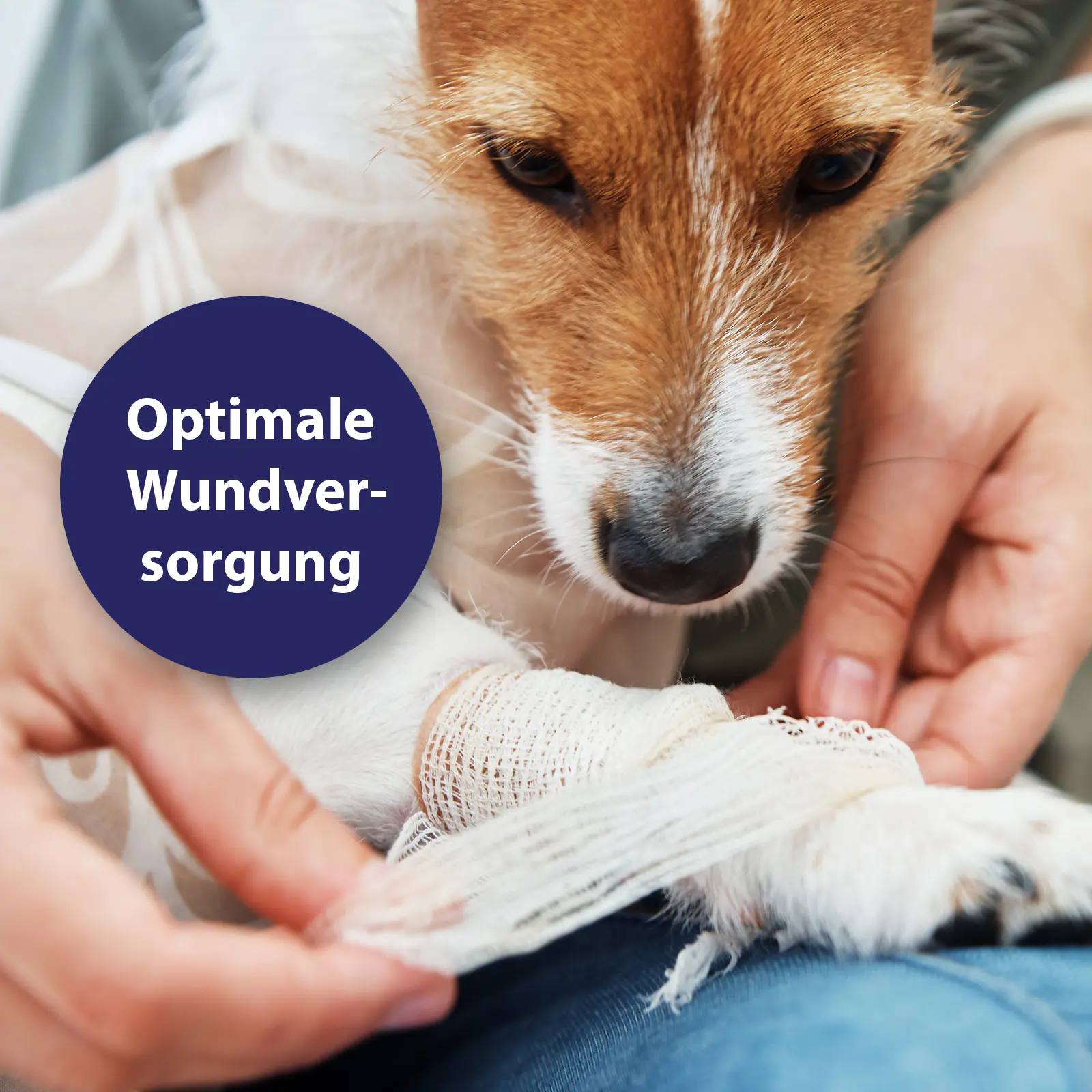Canosept Wundgel für Hunde 20 ml