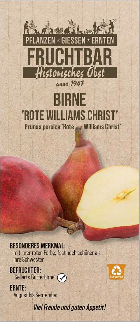 Historische Bio Obstbäume Birne rote Williams Christ H  150 cm 29 cm Topf
