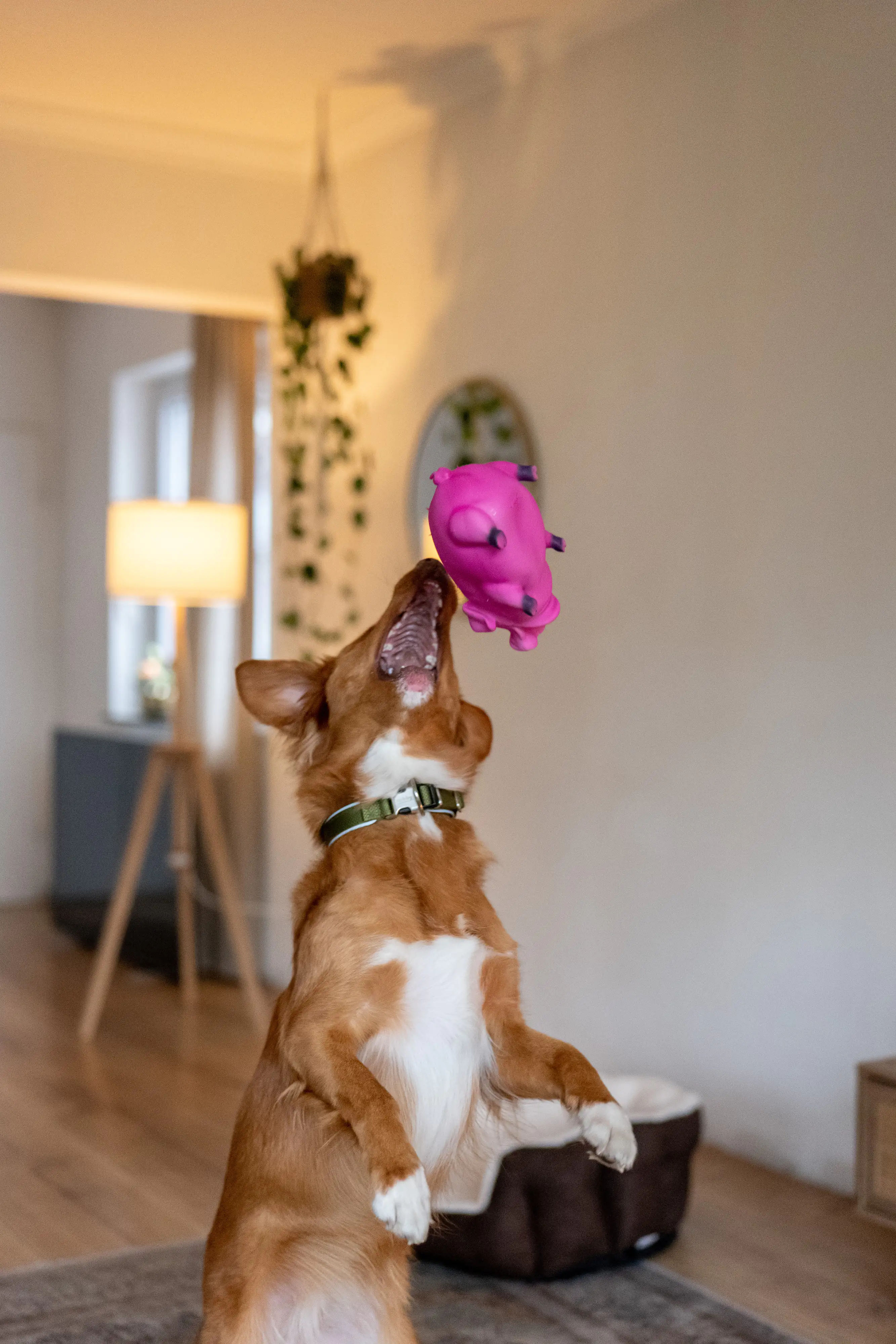 Nobby Hundespielzeug Schwein Latex 20 cm