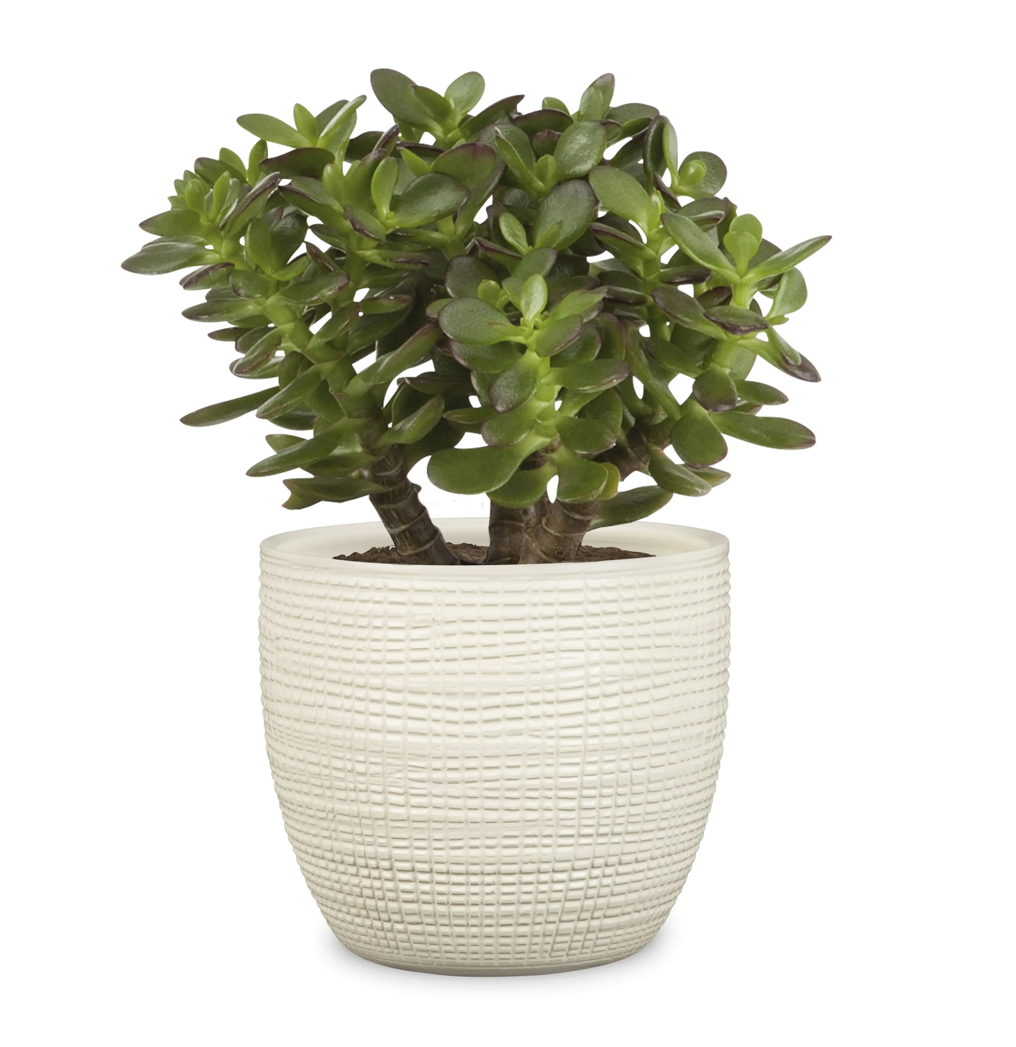 Scheurich Übertopf Serie 866 Ø 16 x 14 cm creme