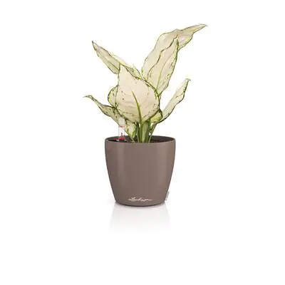 Lechuza Übertopf Kunststoff Classico Color 12 Komplettset Ø 13 x 12 cm muskat