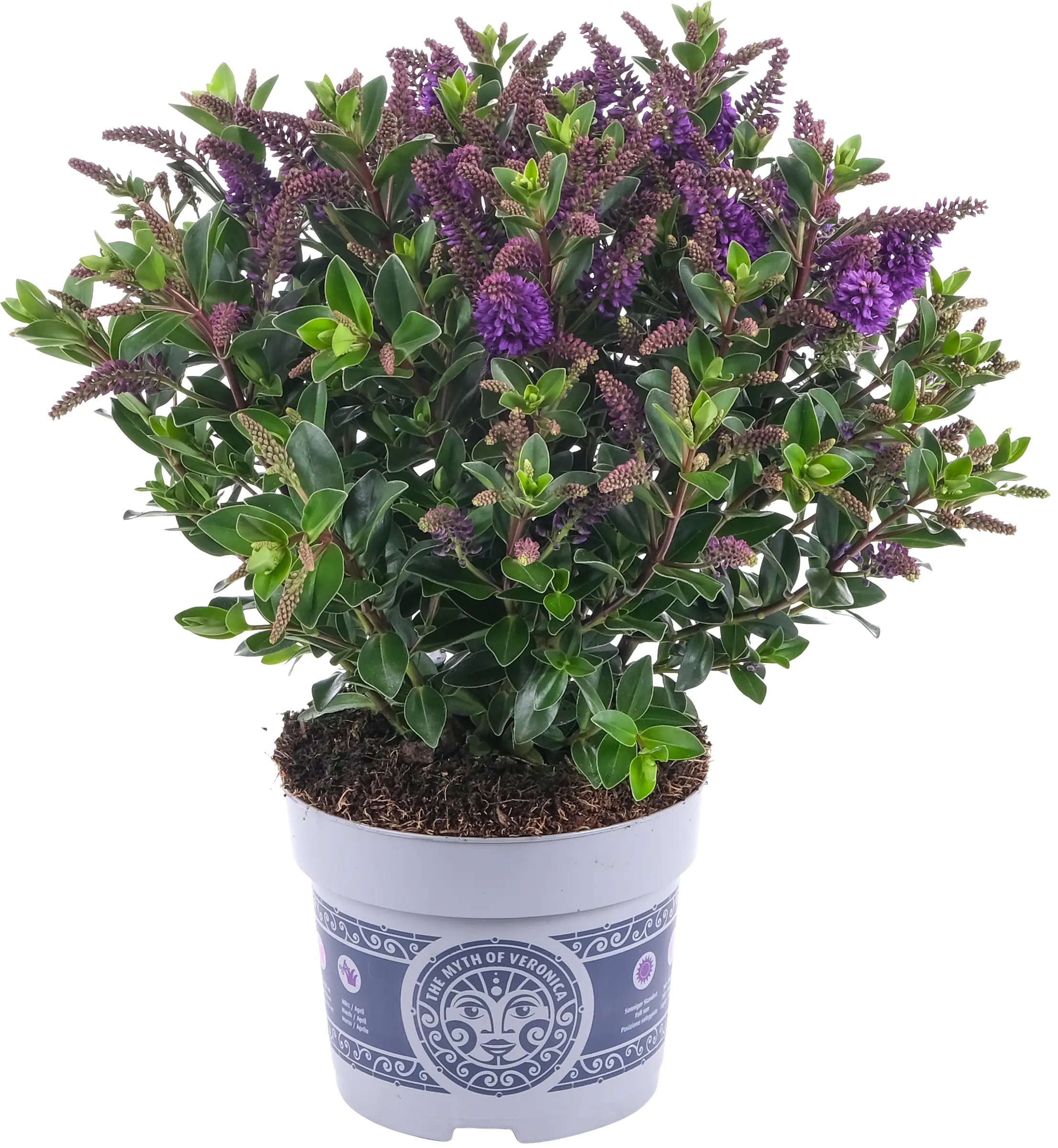 Strauchveronika Hebe All Blooms 12 cm Topf