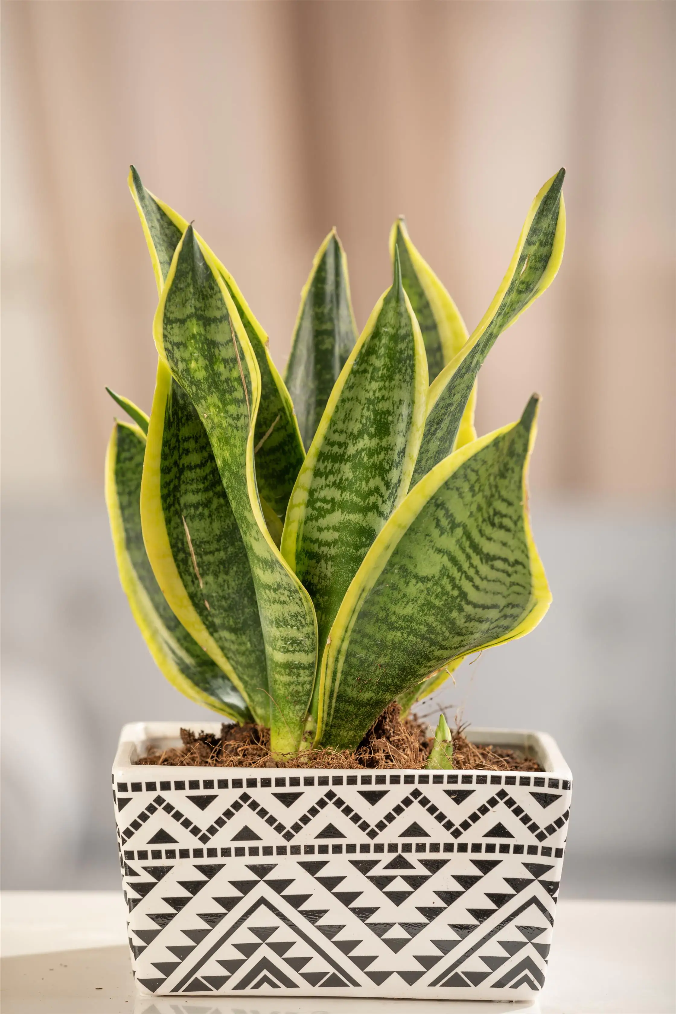 Sansevieria Laurentii Bogenhanf 30 cm 12 cm Topf
