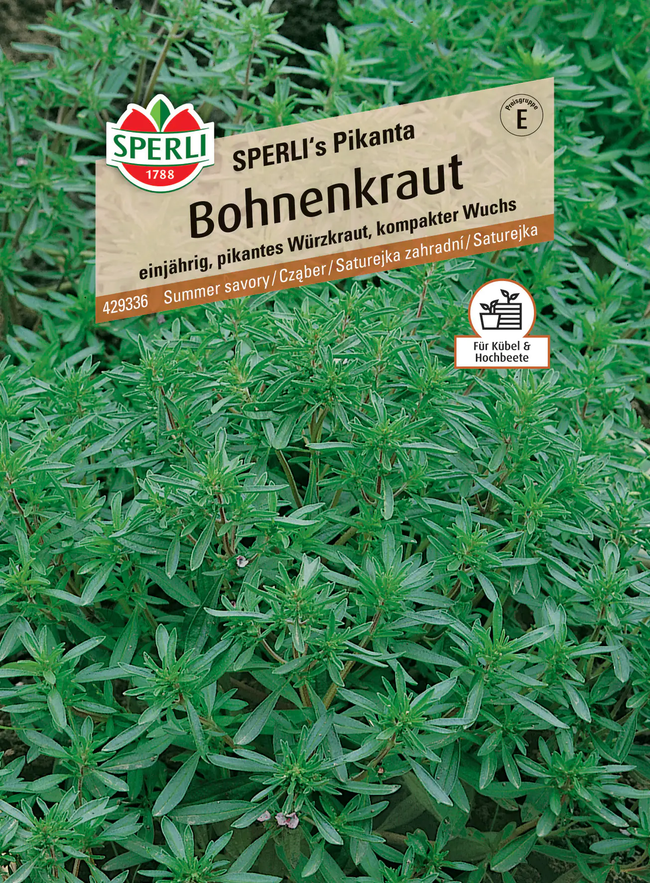 Sperli Bohnenkraut Sperli 's Pikanta