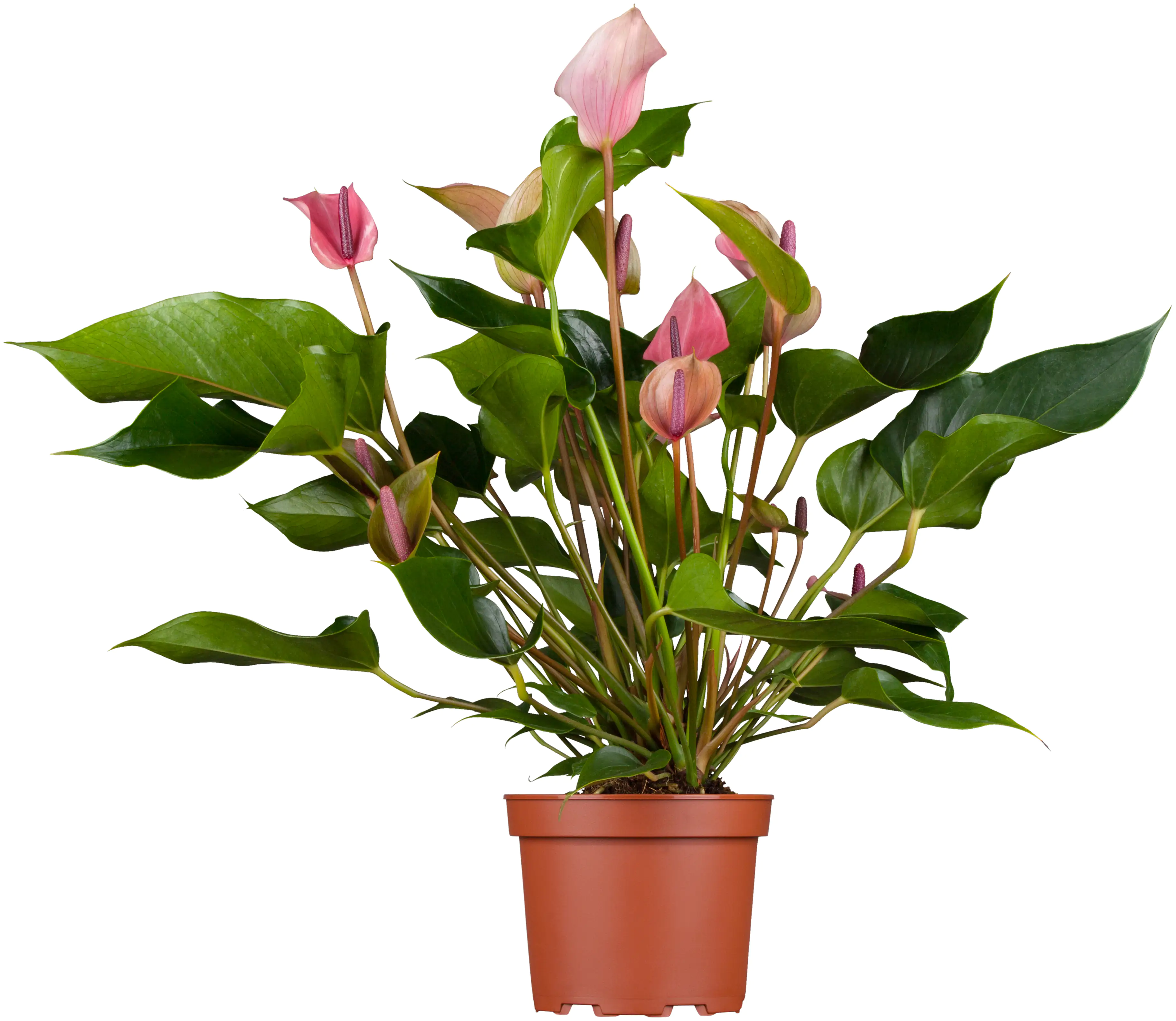 Flamingoblume Anthurium Zizou H ca. 40 cm 12 cm Topf