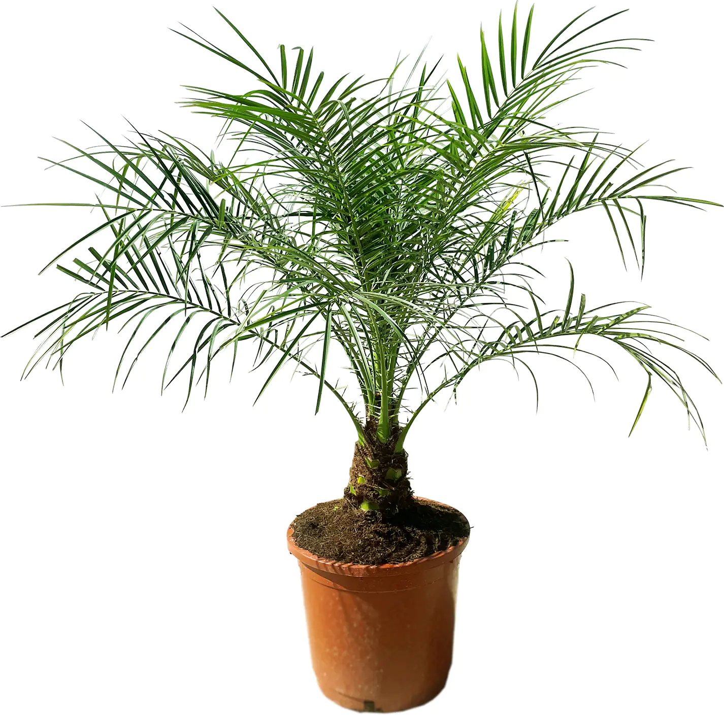 Zwergdattelpalme Phoenix Roebelinii H ca 100 cm 30 cm Topf