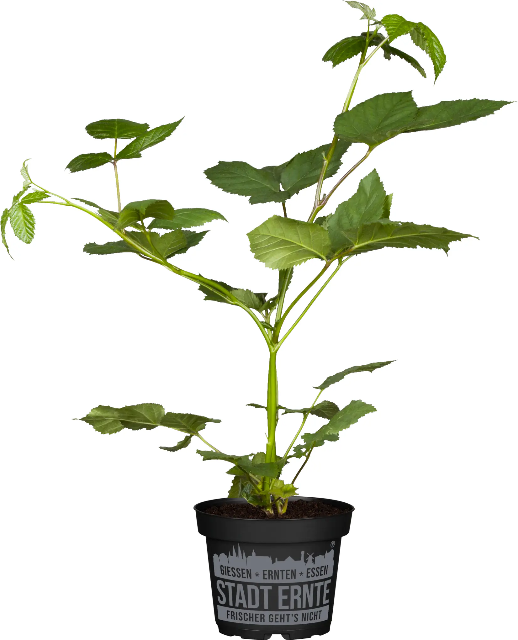 Stadt Ernte Bio Brombeere Little Black Prime 2 L Container