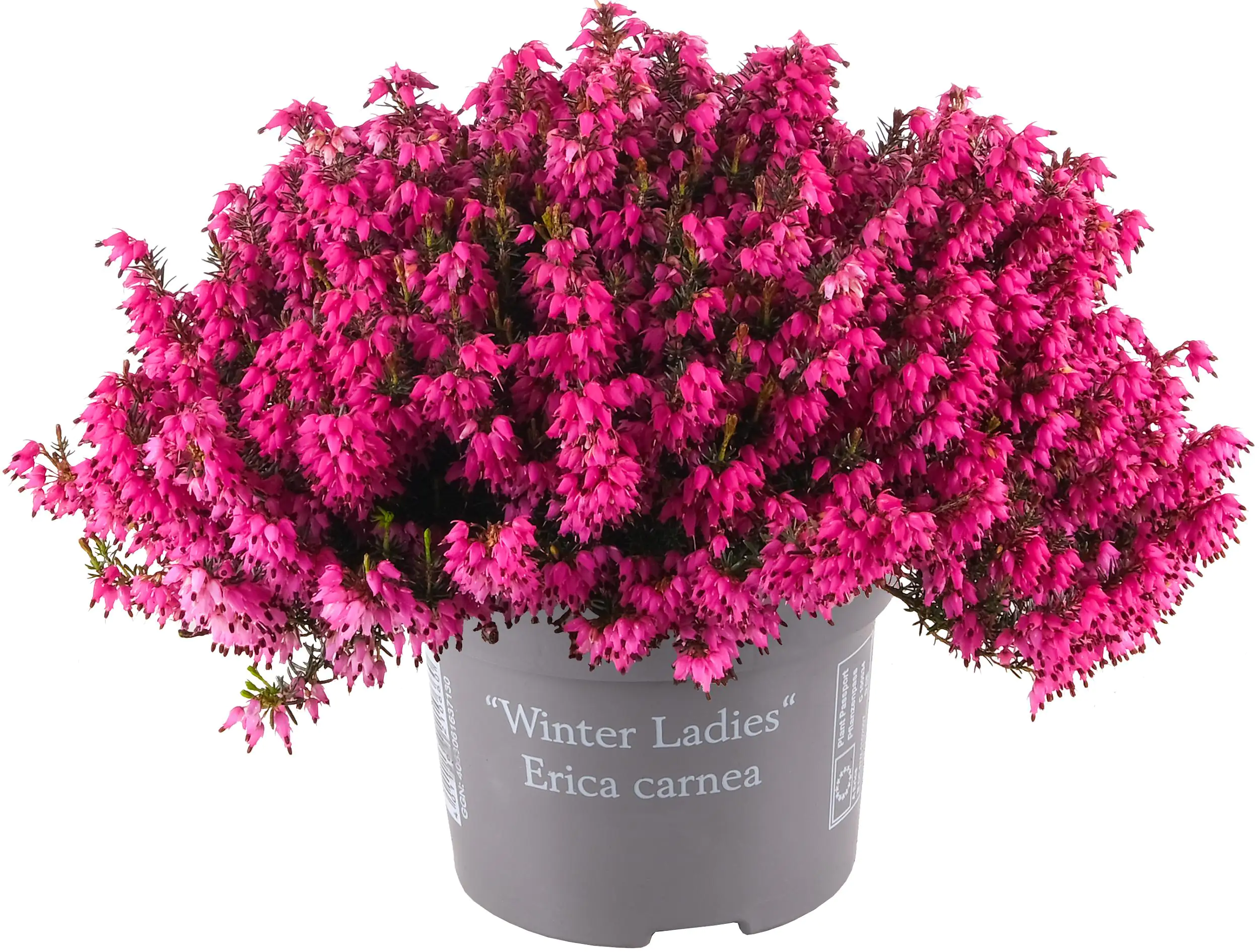 Erica Winter Beauties 11 cm Topf