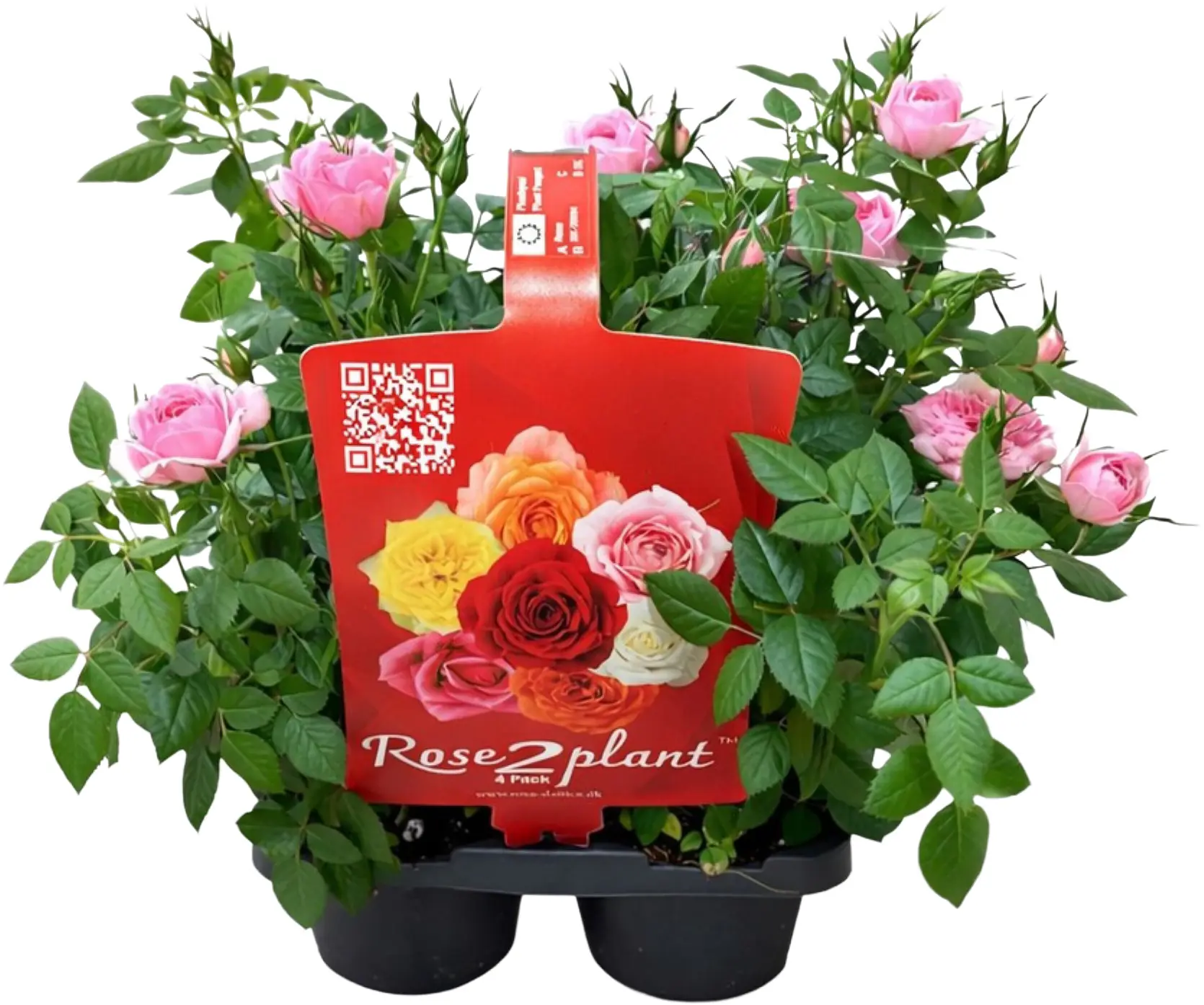 Freilandrosen Mix Rosa Hybriden mehrfarbig 4er Pack Multitopf