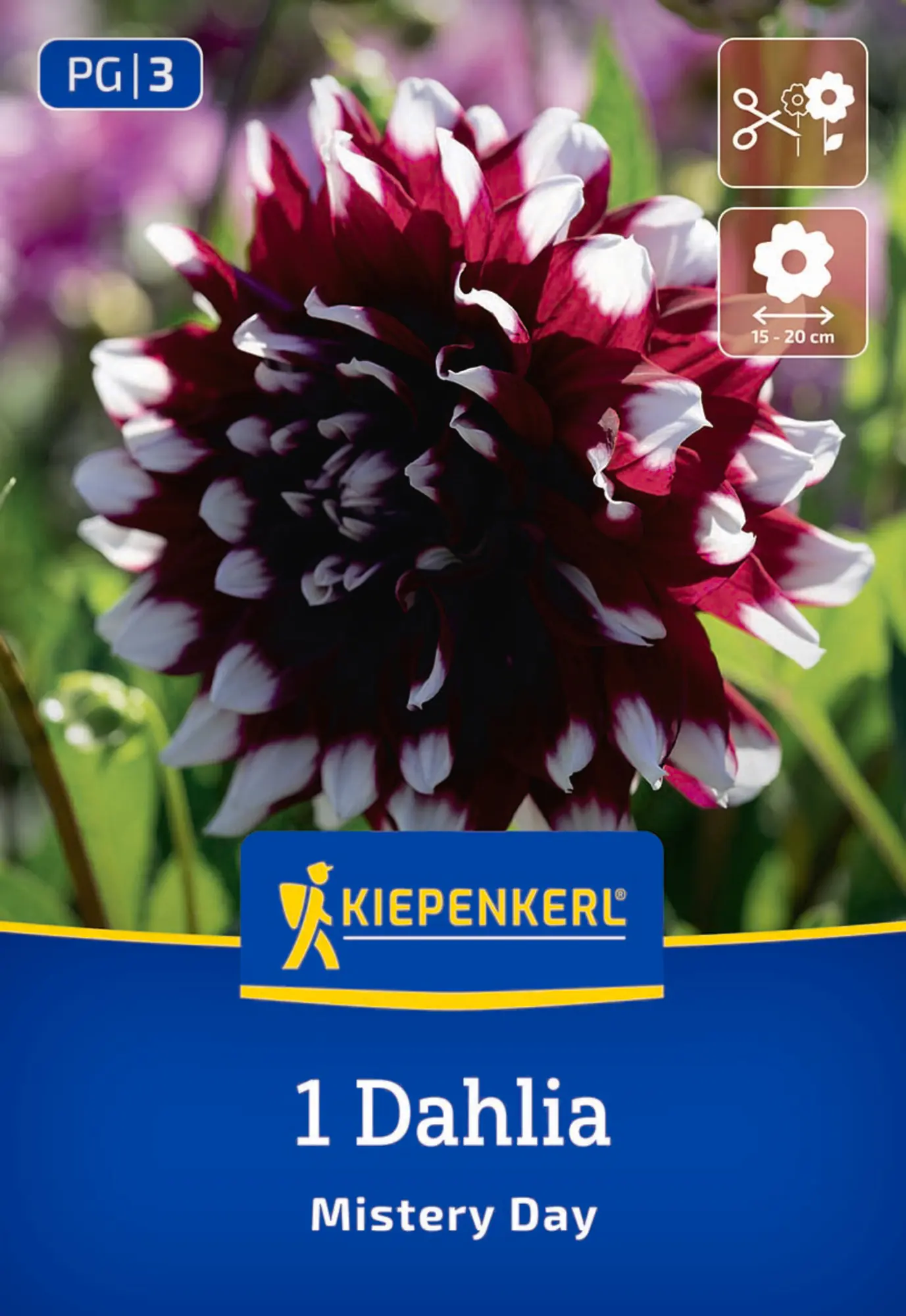 Kiepenkerl Frühjahrsblumenzwiebel Dekorative Dahlie Mistery Day 1 Stück