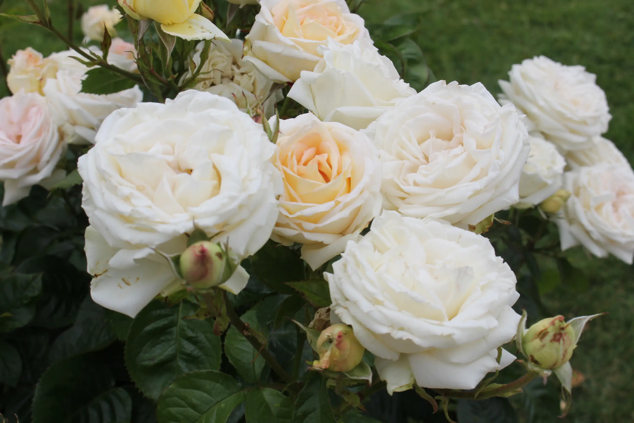 Parfuma Duftrosen in Sorten 5 l Container