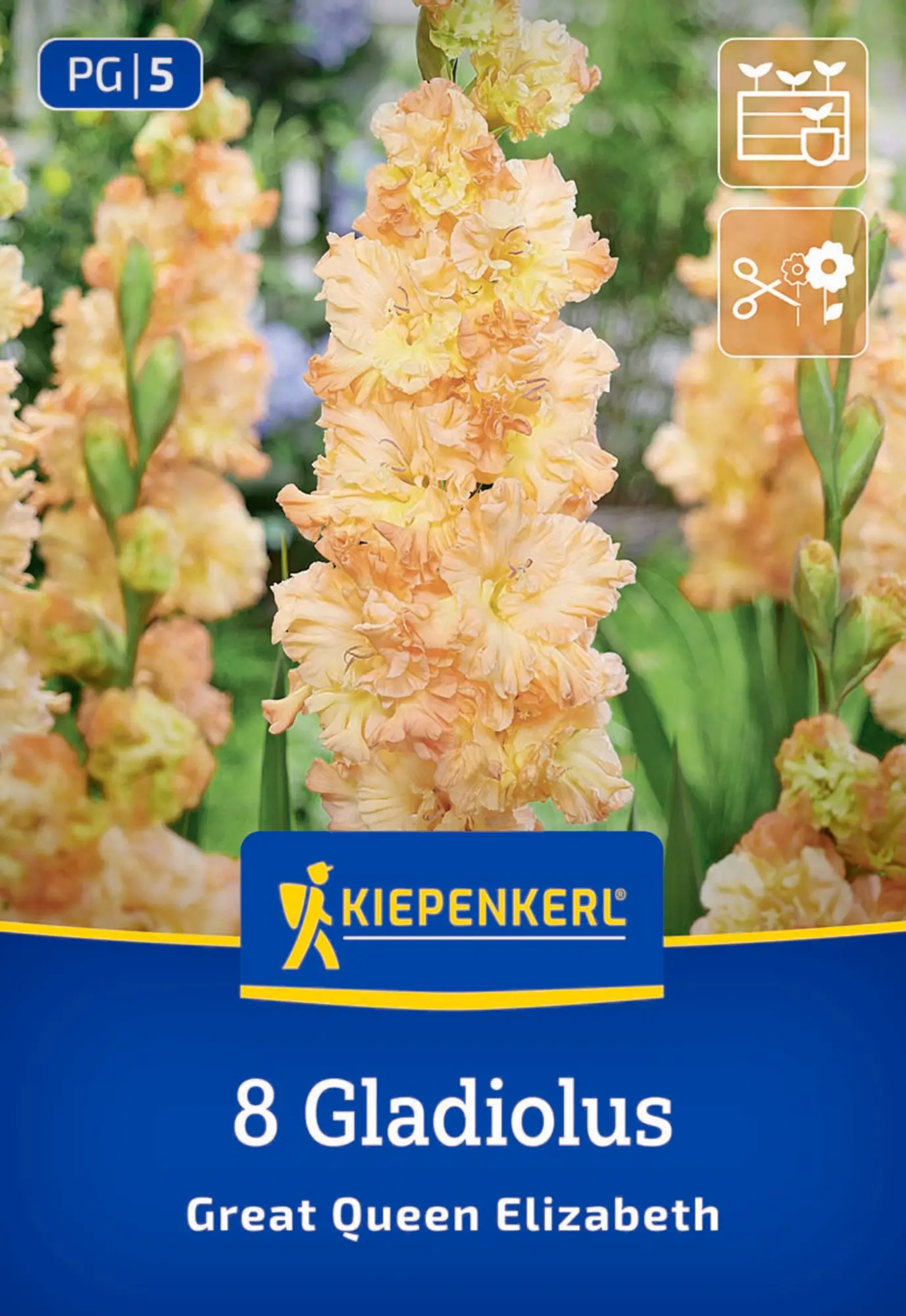 Kiepenkerl Frühjahrsblumenzwiebel Großblumige Gladiole The Great Queen Elisabeth 8 Stück