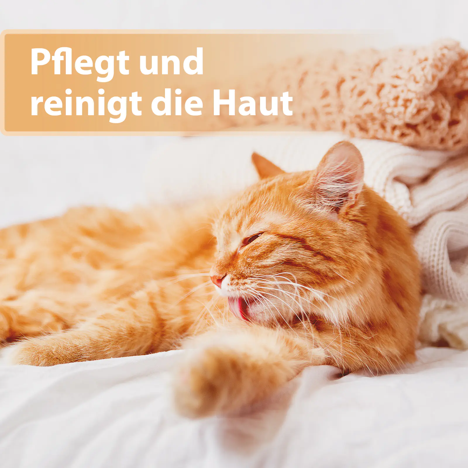 Felisept Wundspray für Katzen 75 ml