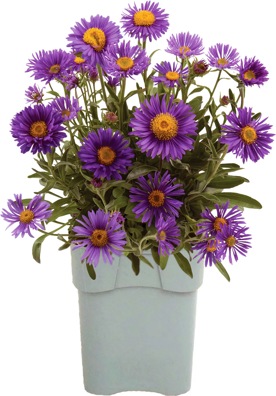 Stauden-Mix "Bauern-Garten" 15 cm Topf