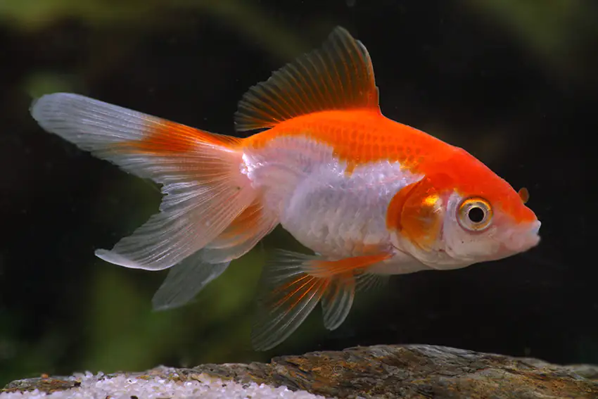 Teichfisch Schleierschwanz rot-weiß 4 - 6 cm Carassius auratus