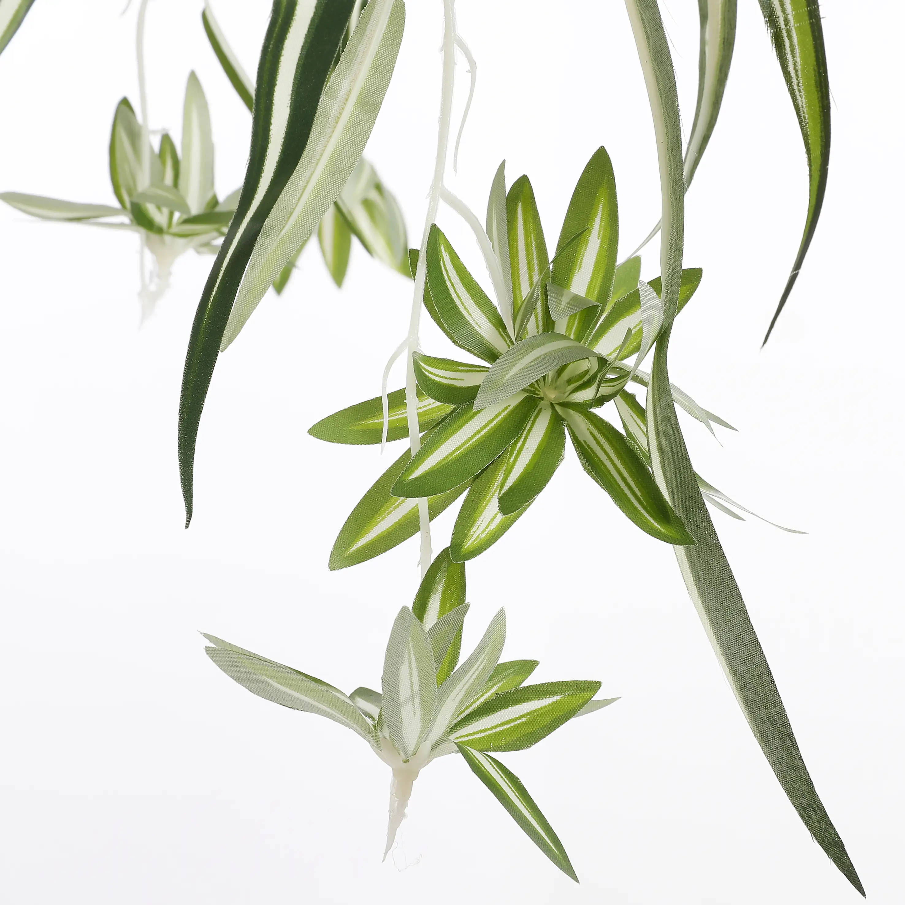 Mica Chlorophytum im Topf grün, 45 x 45 cm