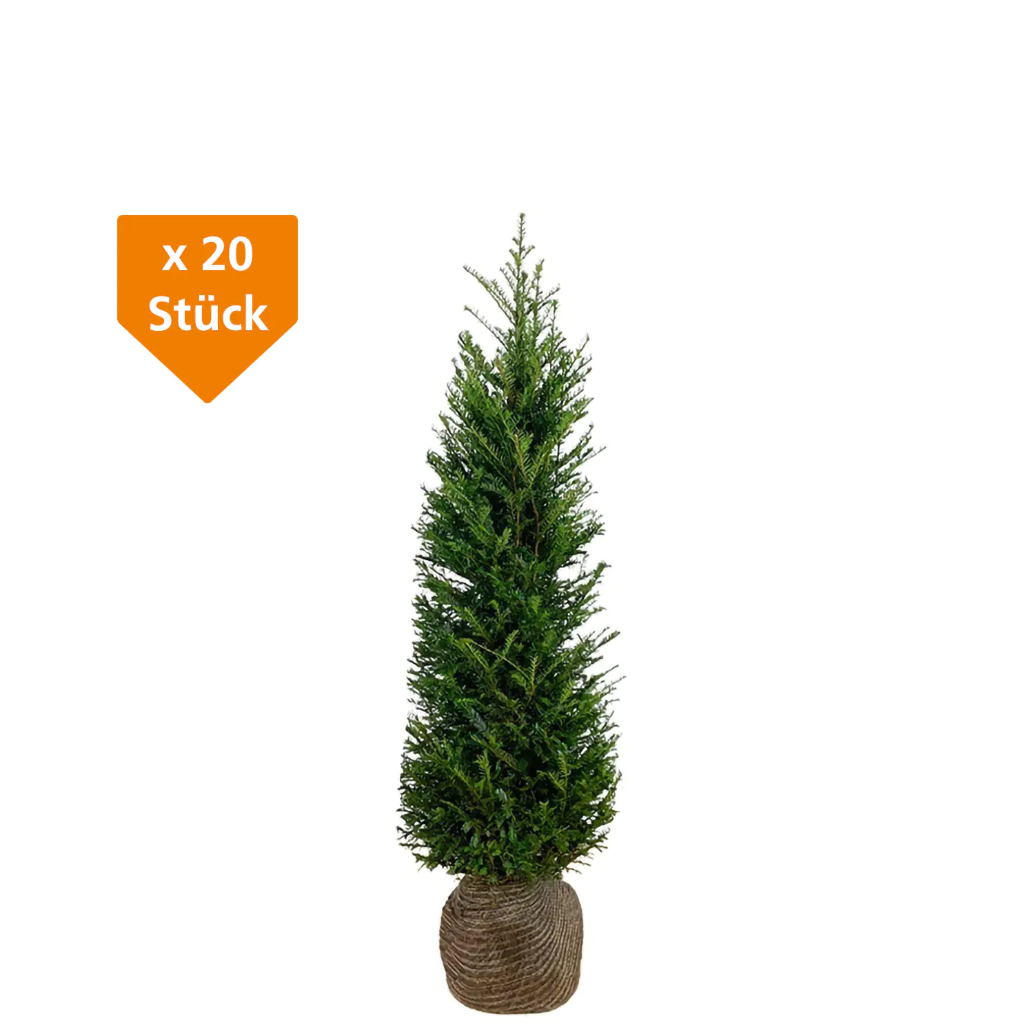 Heimische Eibe Taxus baccata H 120 - 140 cm, 20 Stück