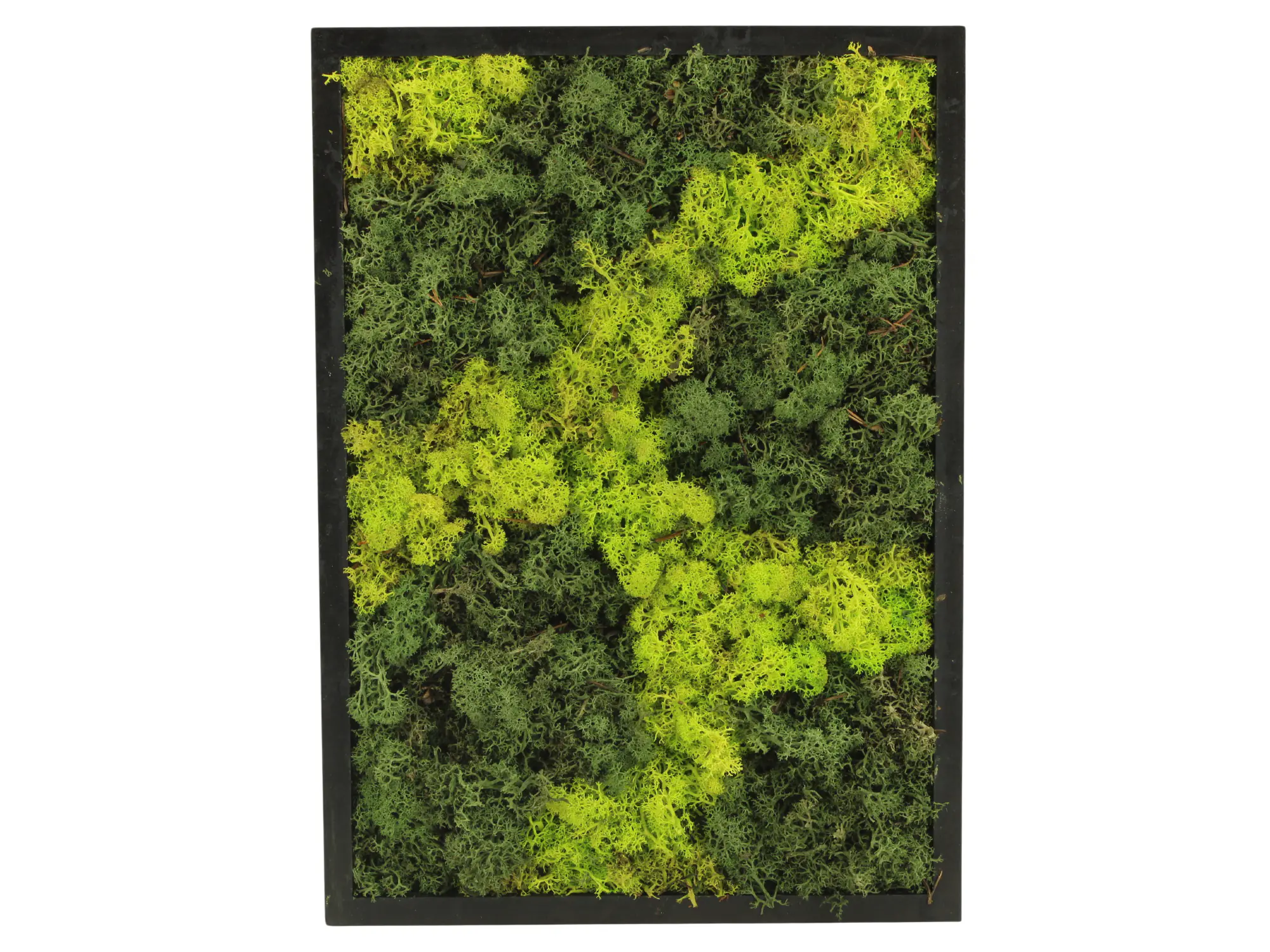 Moosbild rechteckig 38 x 28 cm mit echtem Moos