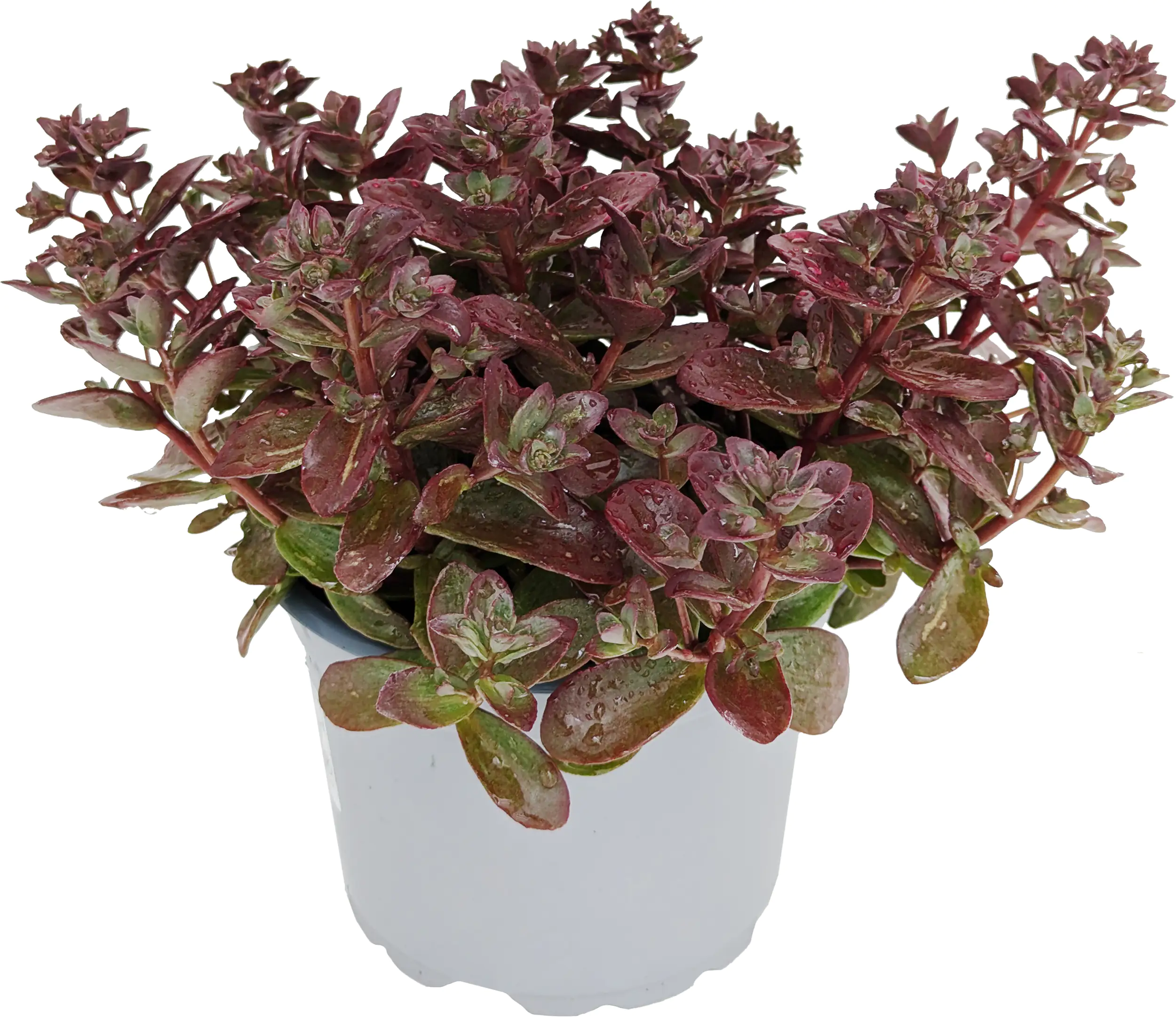 Fetthenne Sedum Save Water Mix 17 cm Topf