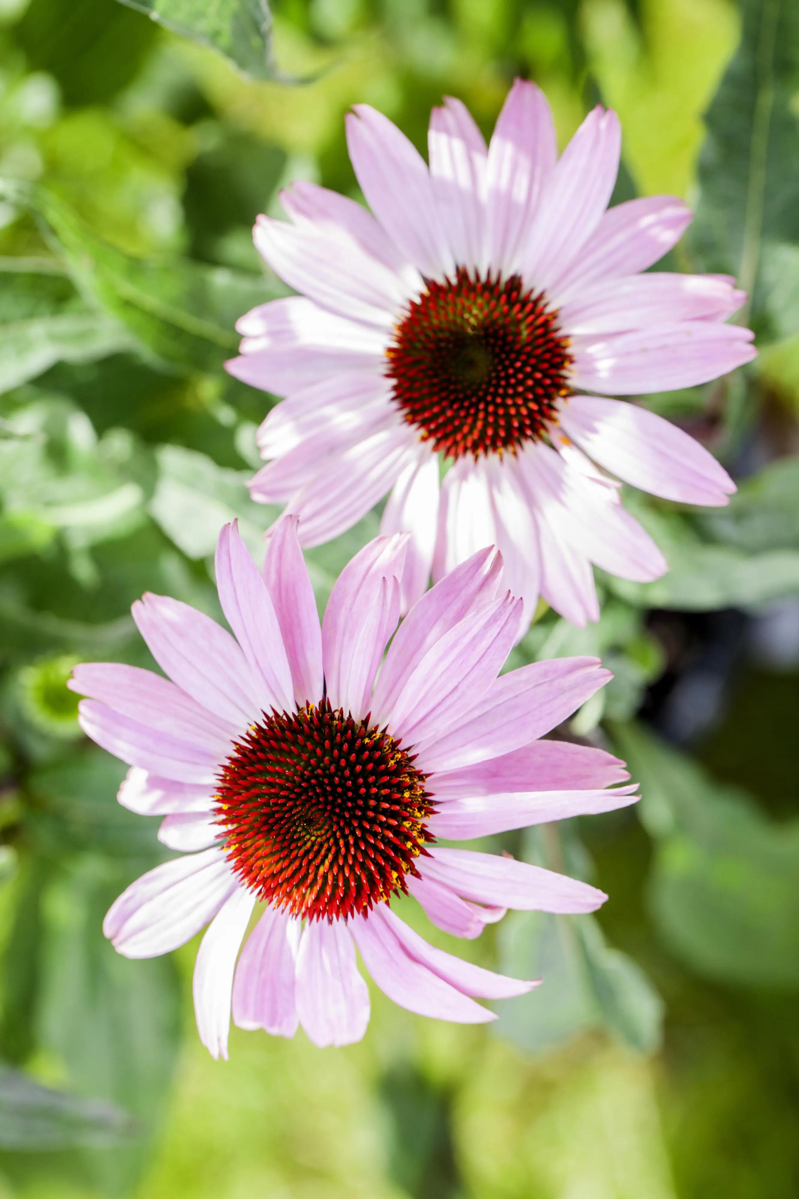 Echinacea purpurea Purpur-Sonnenhut 13 cm Topf