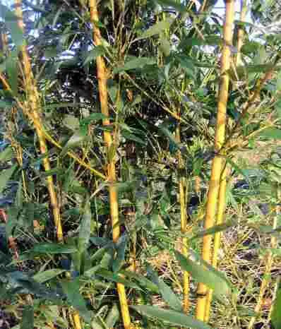 Goldrohrbambus Bambusa aurea H 140- 160 cm 25 Liter Container