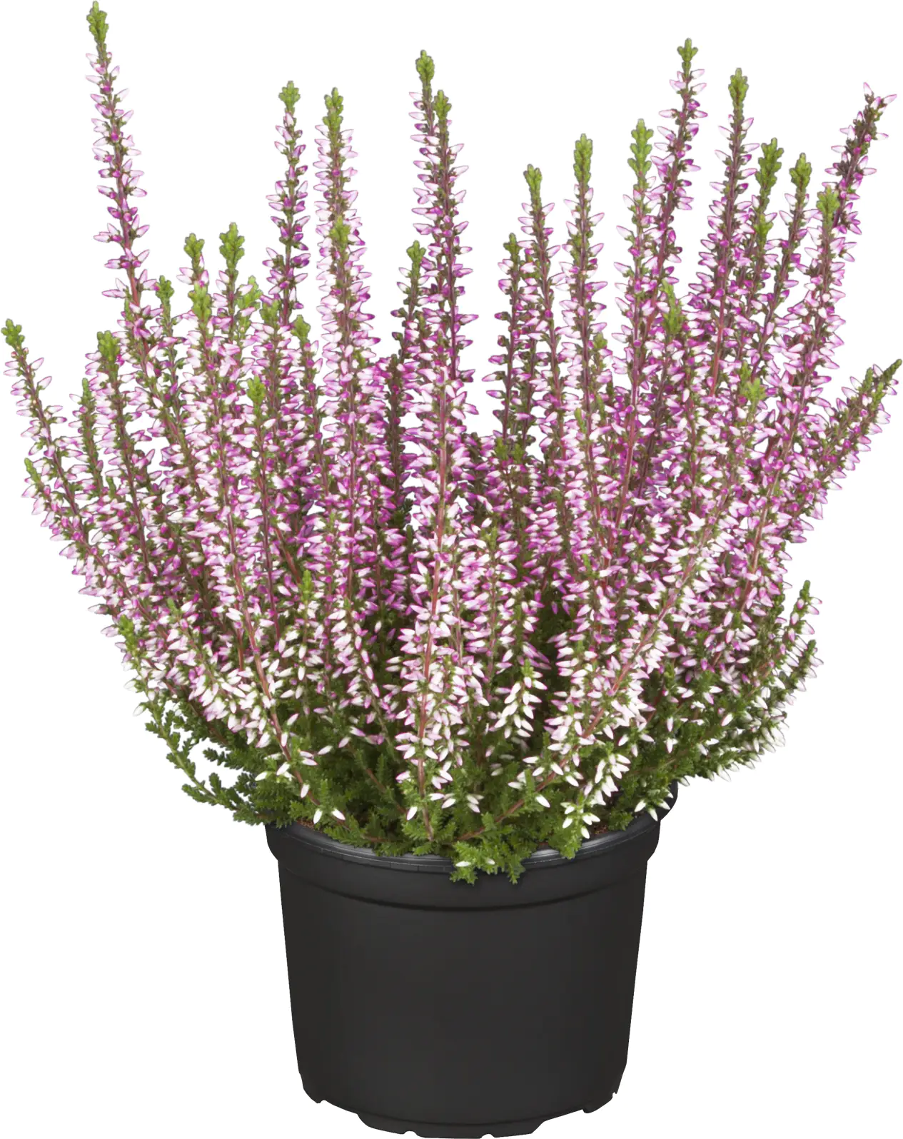 Calluna Garden Girls 11 cm Topf