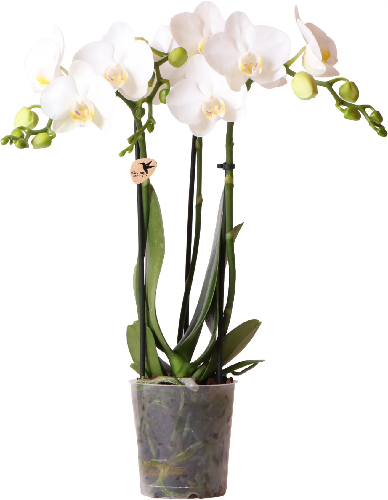Orchidee Phalaenopsis 3 Trieber 30 - 40 cm hoch, im 9 cm Topf
