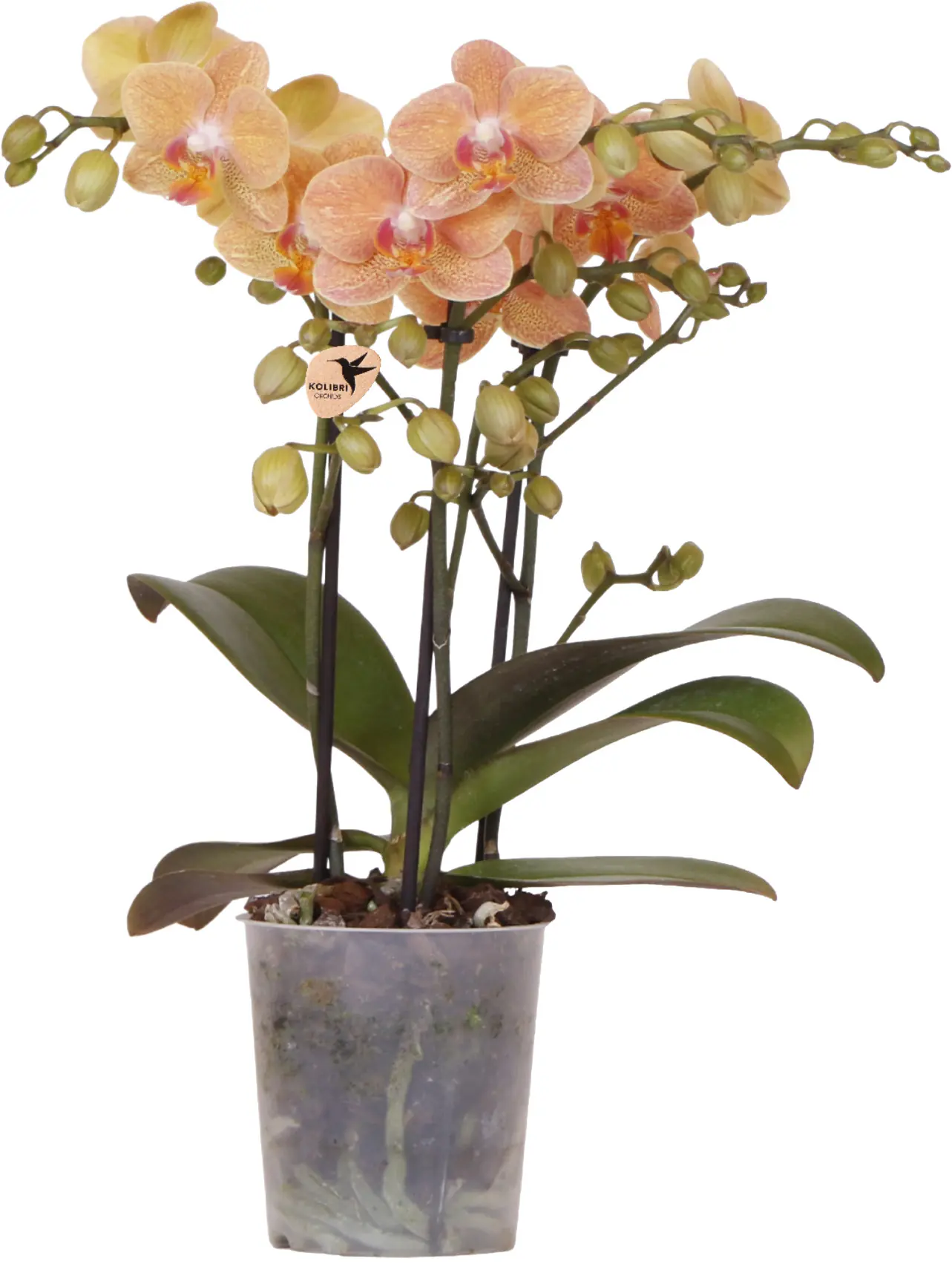 Orchidee Phalaenopsis 3 Trieber 30 - 40 cm hoch, im 9 cm Topf