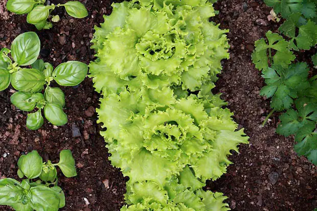 Selbstversorger-Garten
