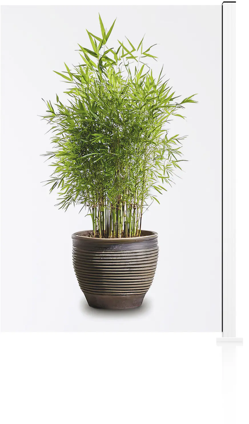 Ambiente Glaszaun Erweiterungsset Klarglas 187 x 124,2 cm weiß
