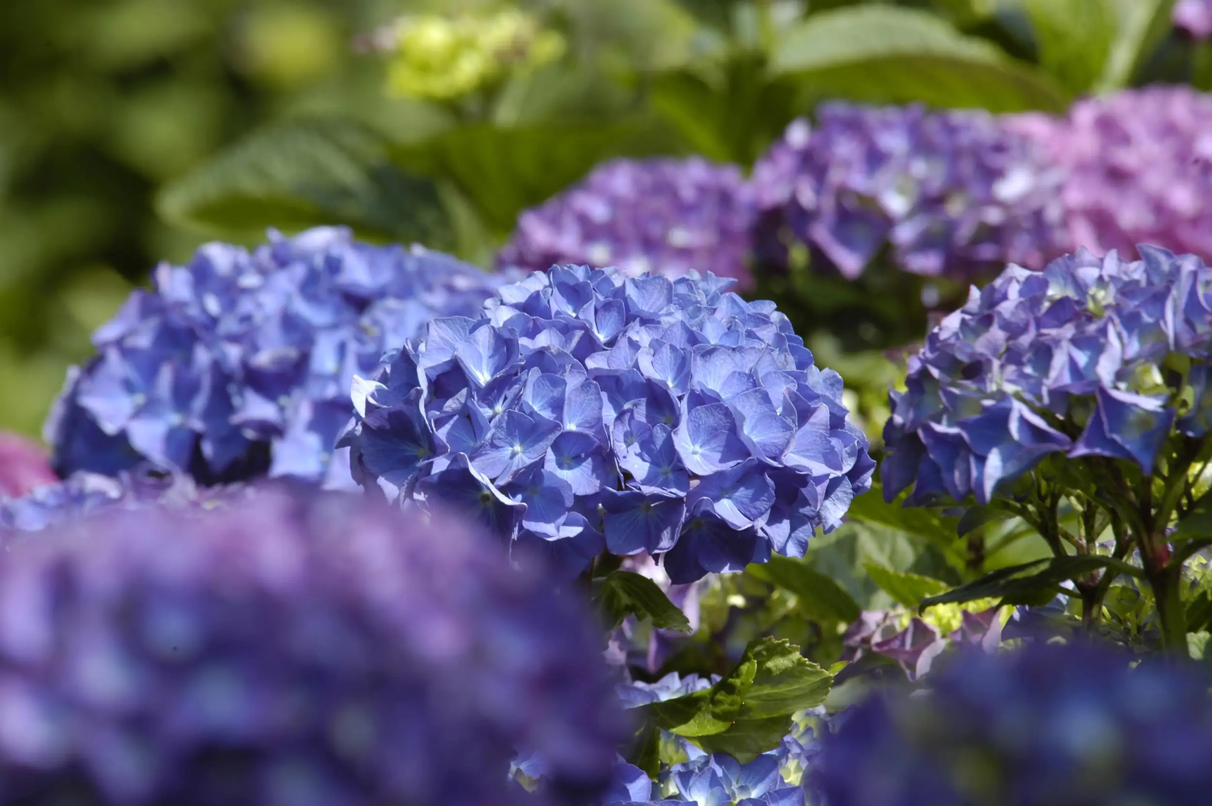 Freiland-Hortensie Hydrangea macrophylla 23 cm Topf