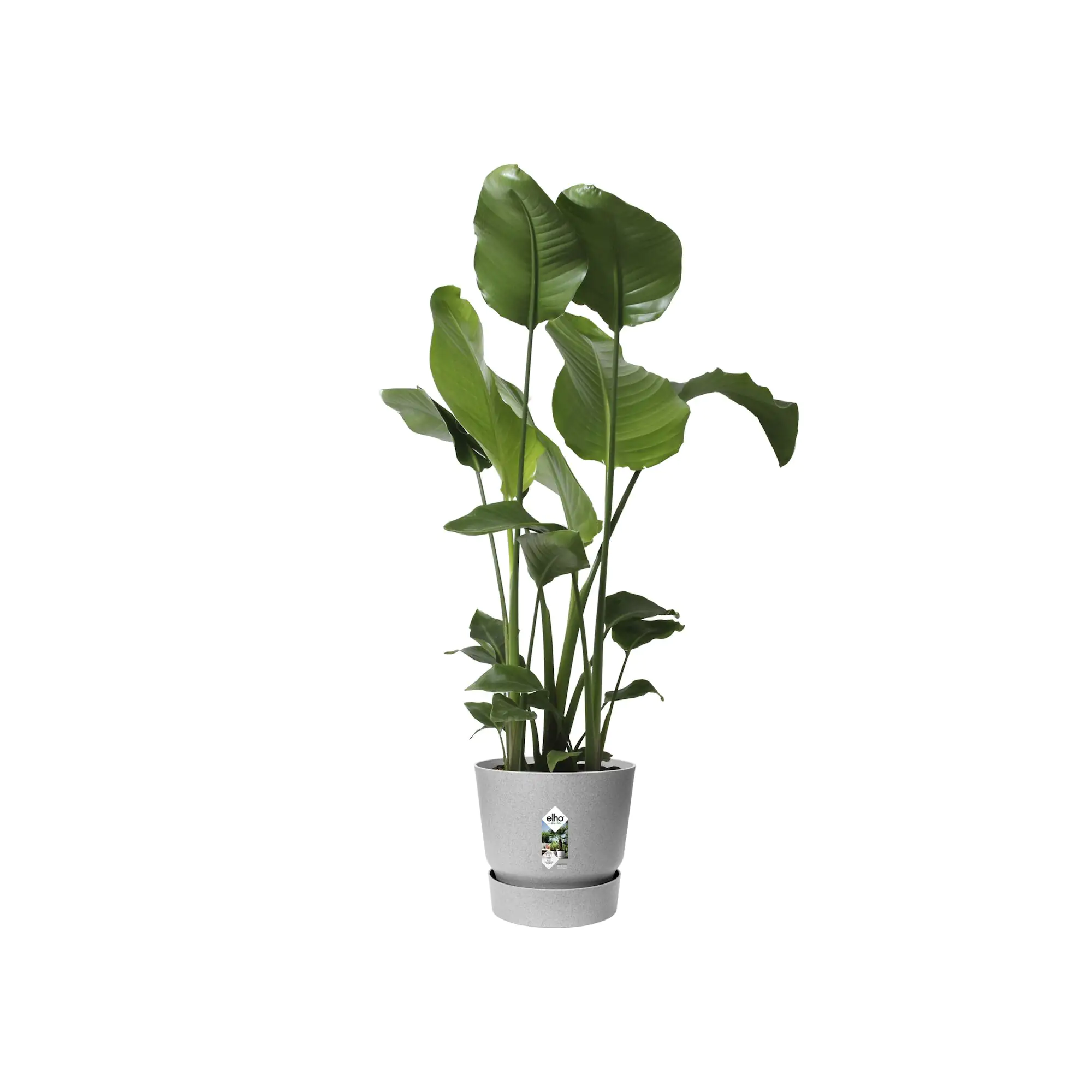 Elho Pflanztopf Greenville Ø 25 x 23 cm living beton