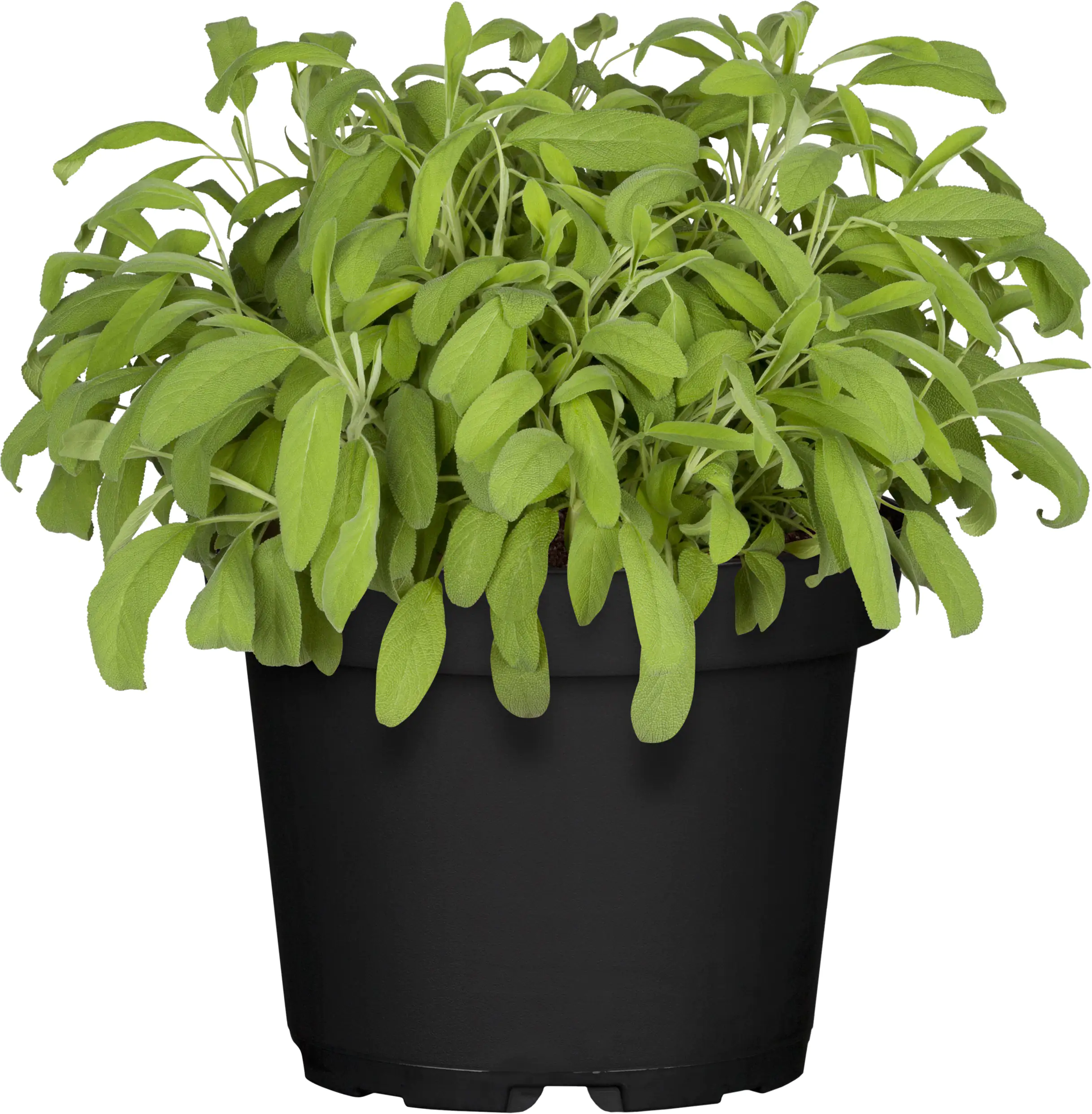 Herbstpflanzen Mix 10,5 cm Topf