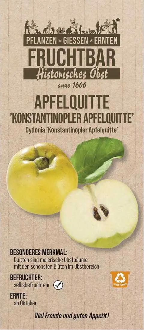 Historische Bio Obstbäume  Quitte Konstant. Apfelquitte H 150 cm 29 cm Topf
