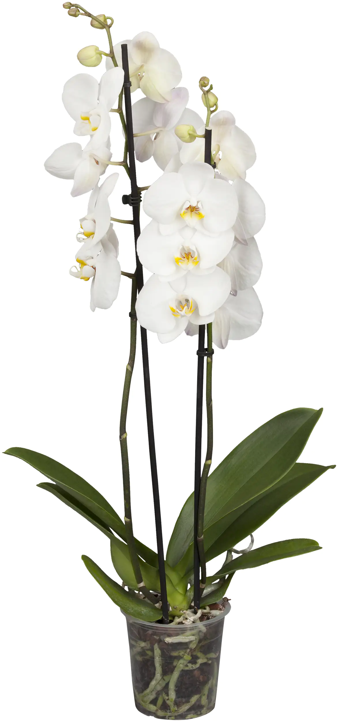 Orchidee Phalaenopsis 2 Trieber 55 cm hoch, im 12 cm Topf
