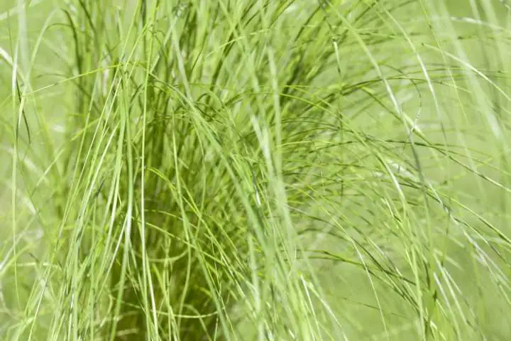 Federgras Stipa pennata Pony Tails 17 cm Topf