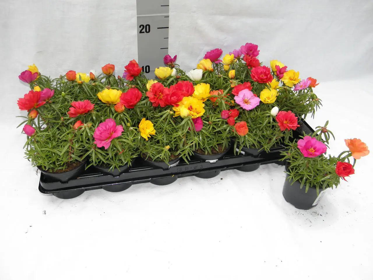 Portulakröschen Portulaca grandiflora 9 cm Topf