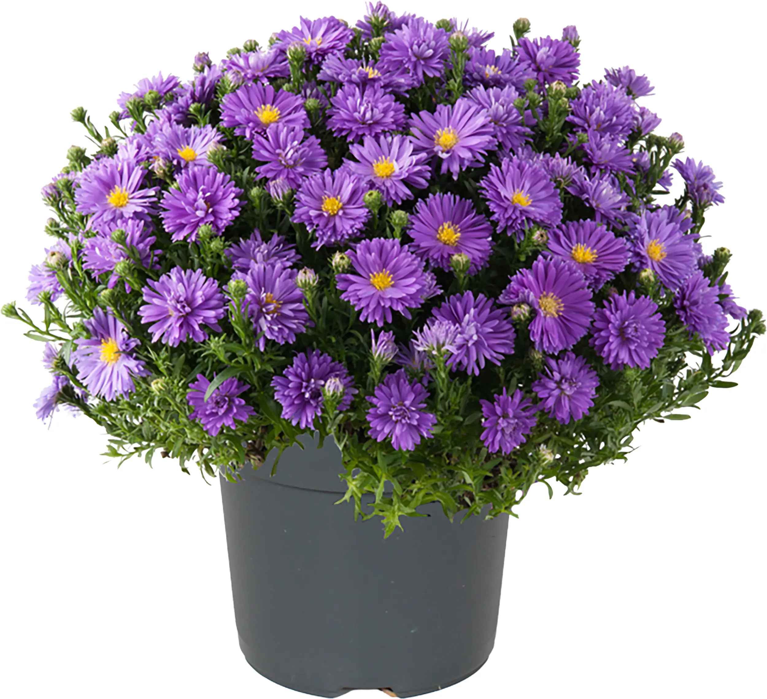 Herbstaster Aster dumosus 12 cm Topf