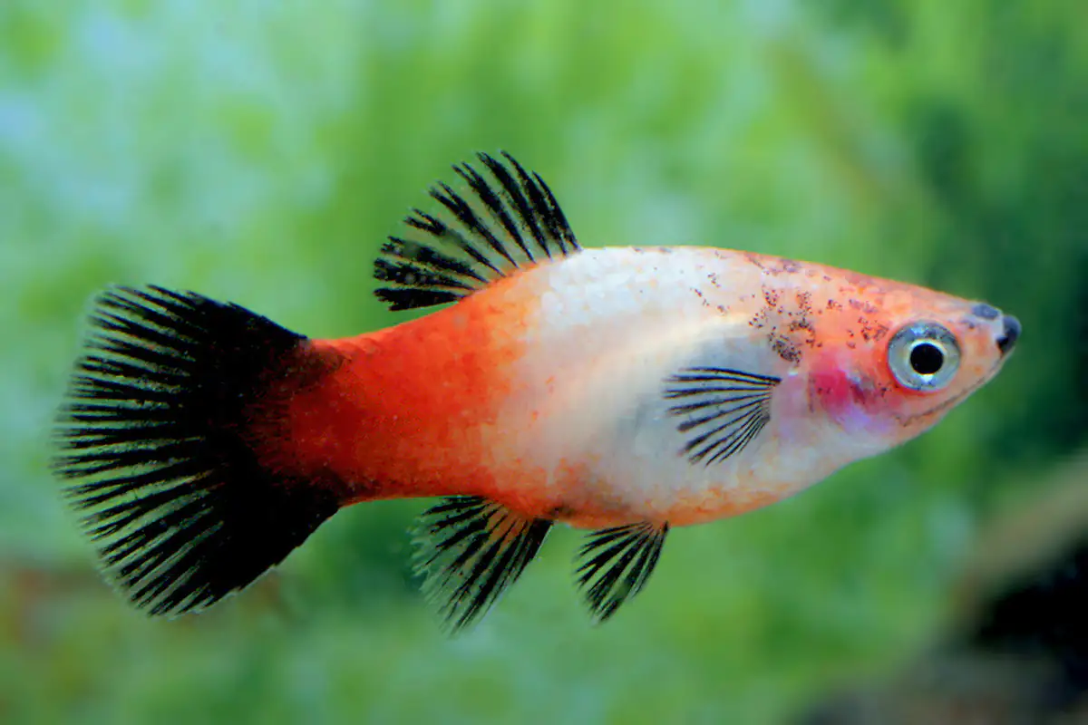 Aquariumfisch Deutschland Platy 3 cm Xiphophorus maculatus
