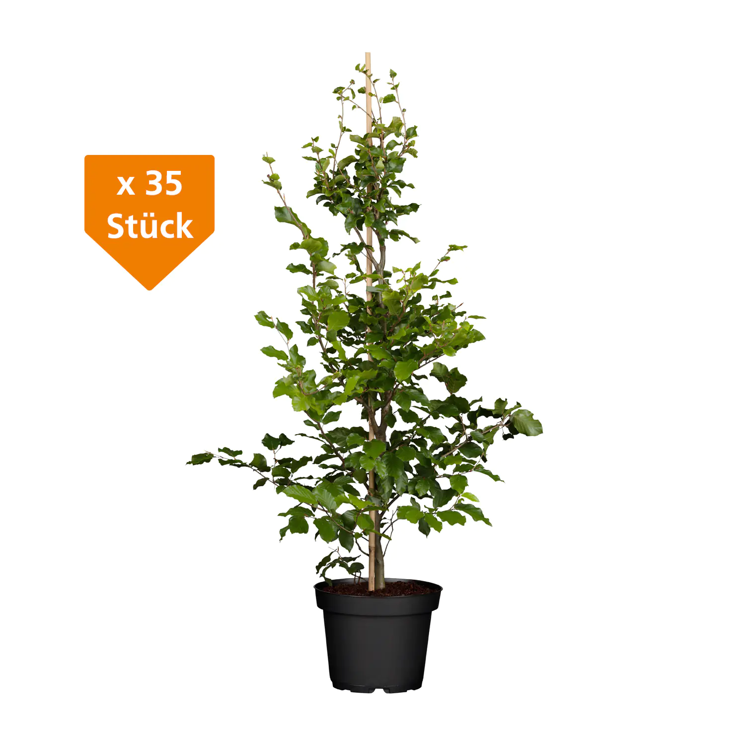 Rotbuche Fagus sylvatica H 150 - 175 cm, 35 Stück