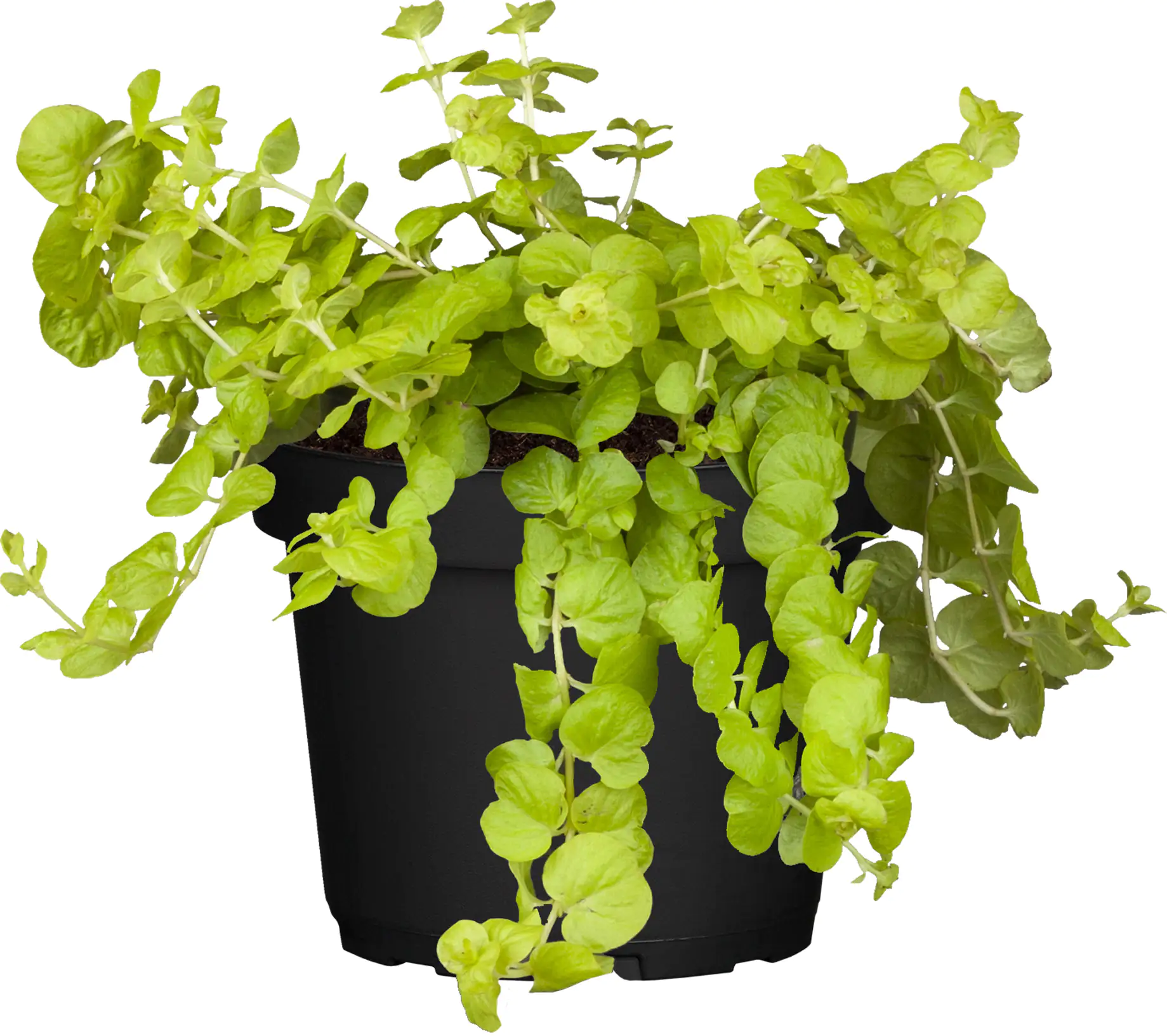 Herbstpflanzen Mix 10,5 cm Topf