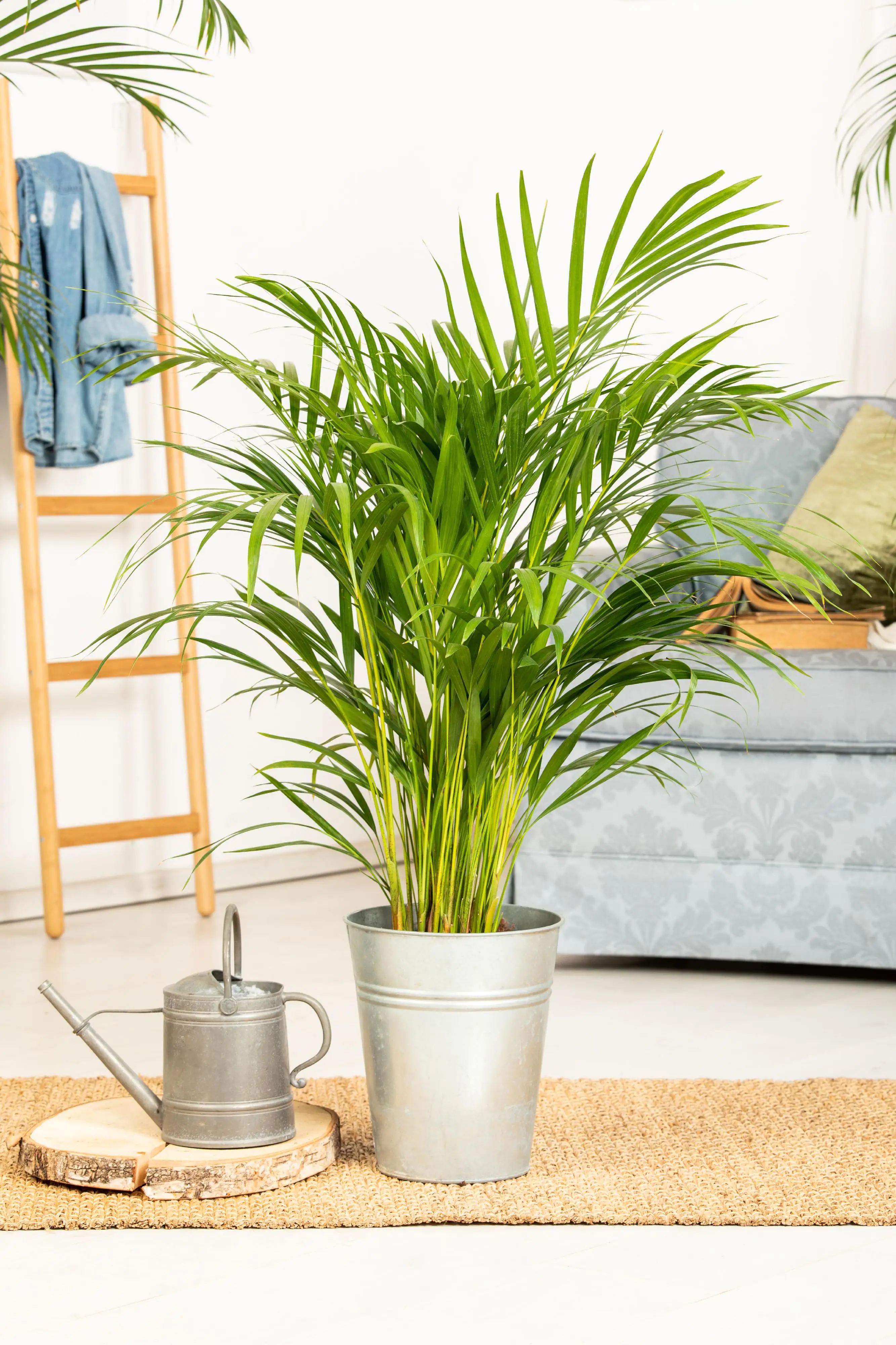 Goldfruchtpalme 21 cm Topf, ca. 90 cm hoch